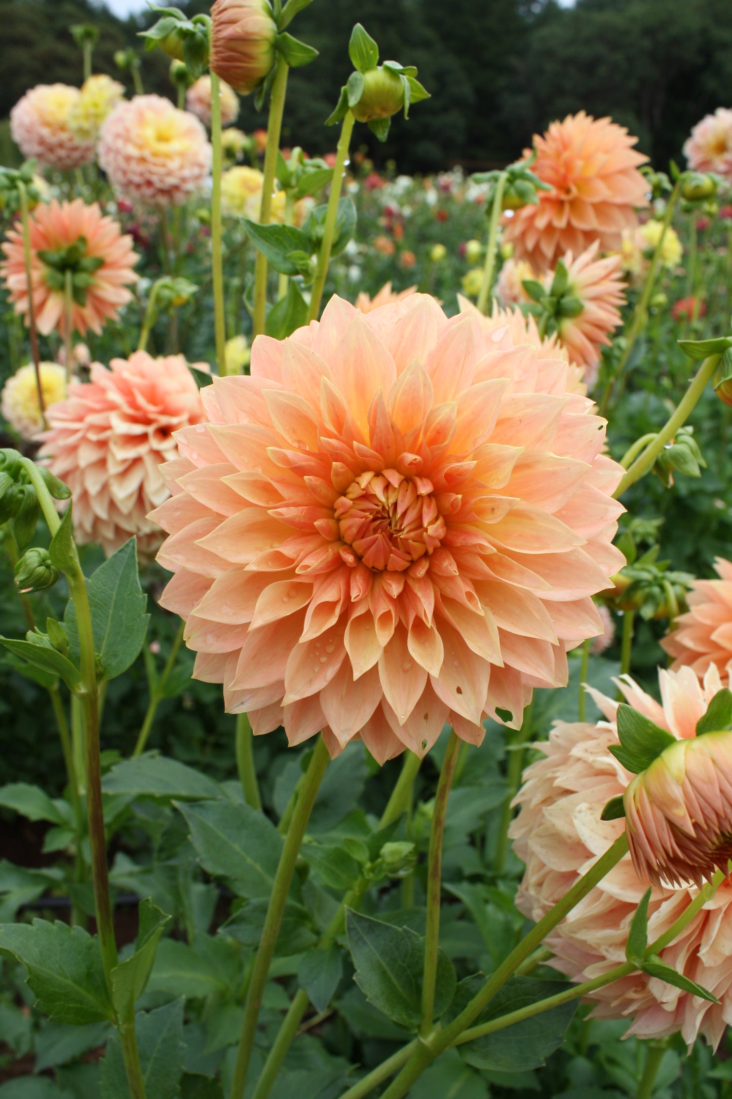 Hamilton Lillian Dahlia Tuber
