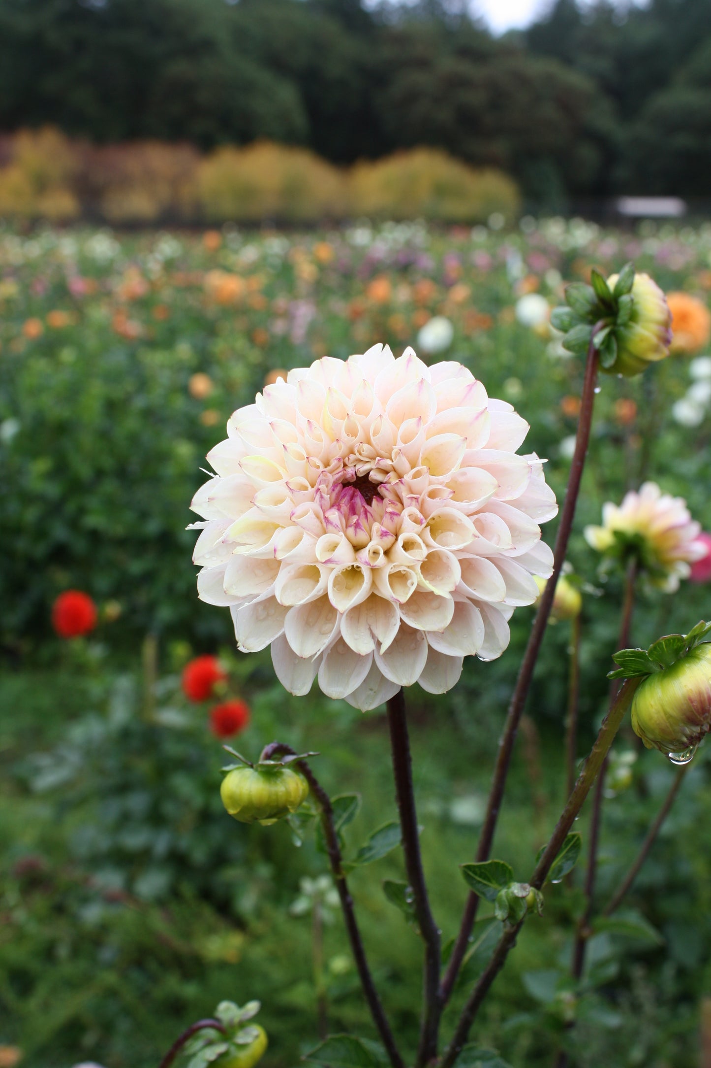 Wine Eyed Jill Dahlia Tuber