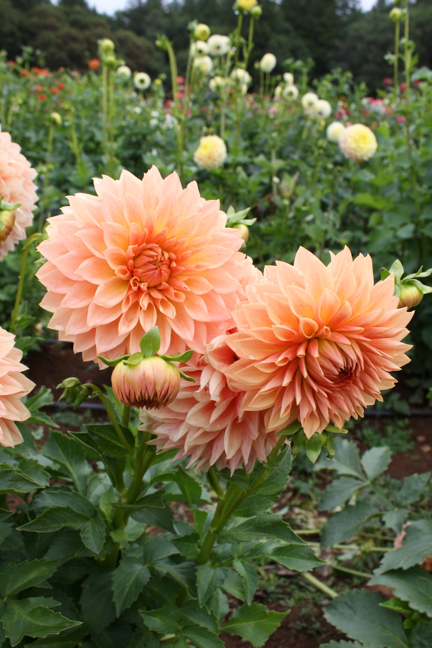 Hamilton Lillian Dahlia Tuber