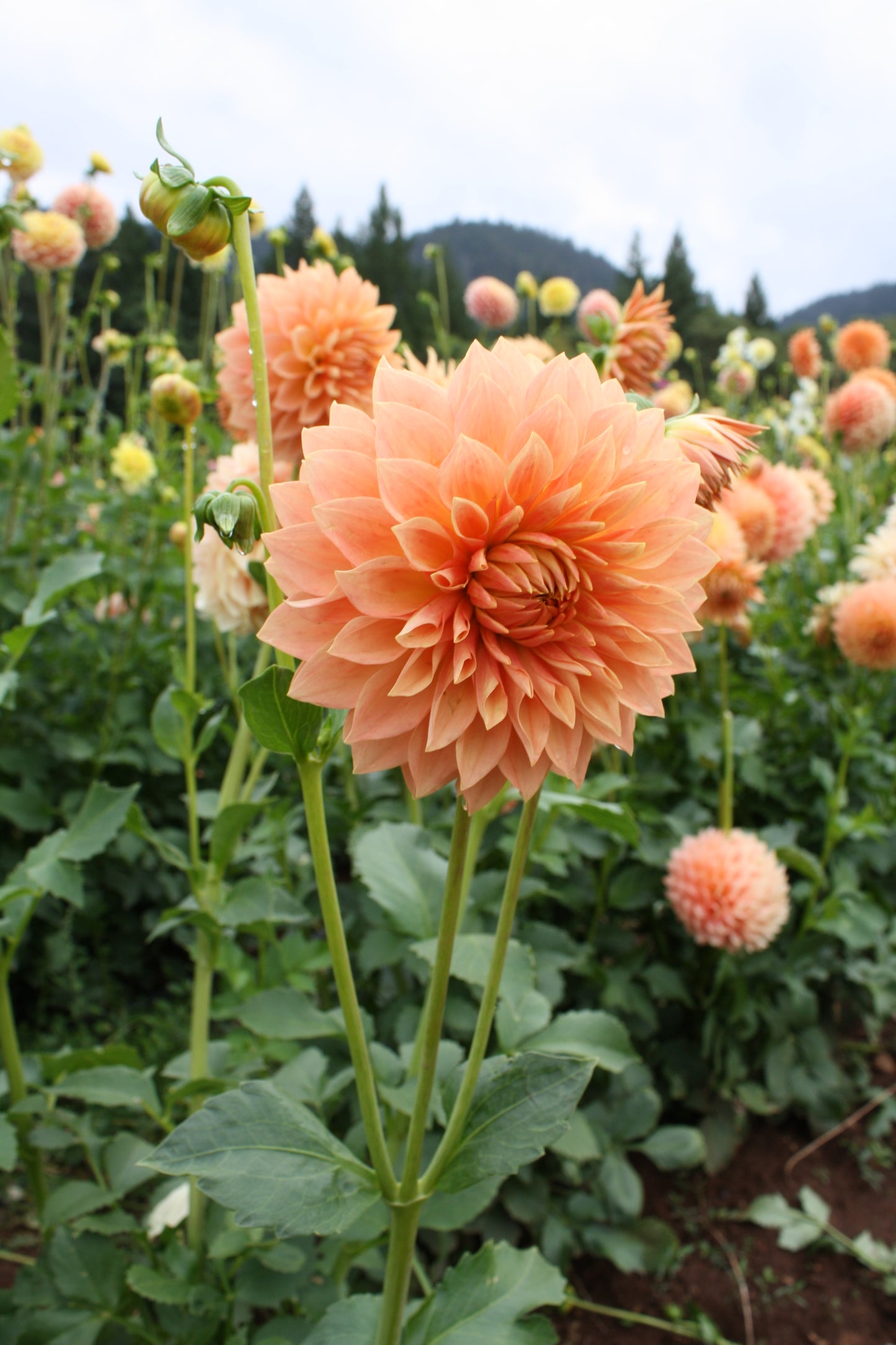 Hamilton Lillian Dahlia Tuber