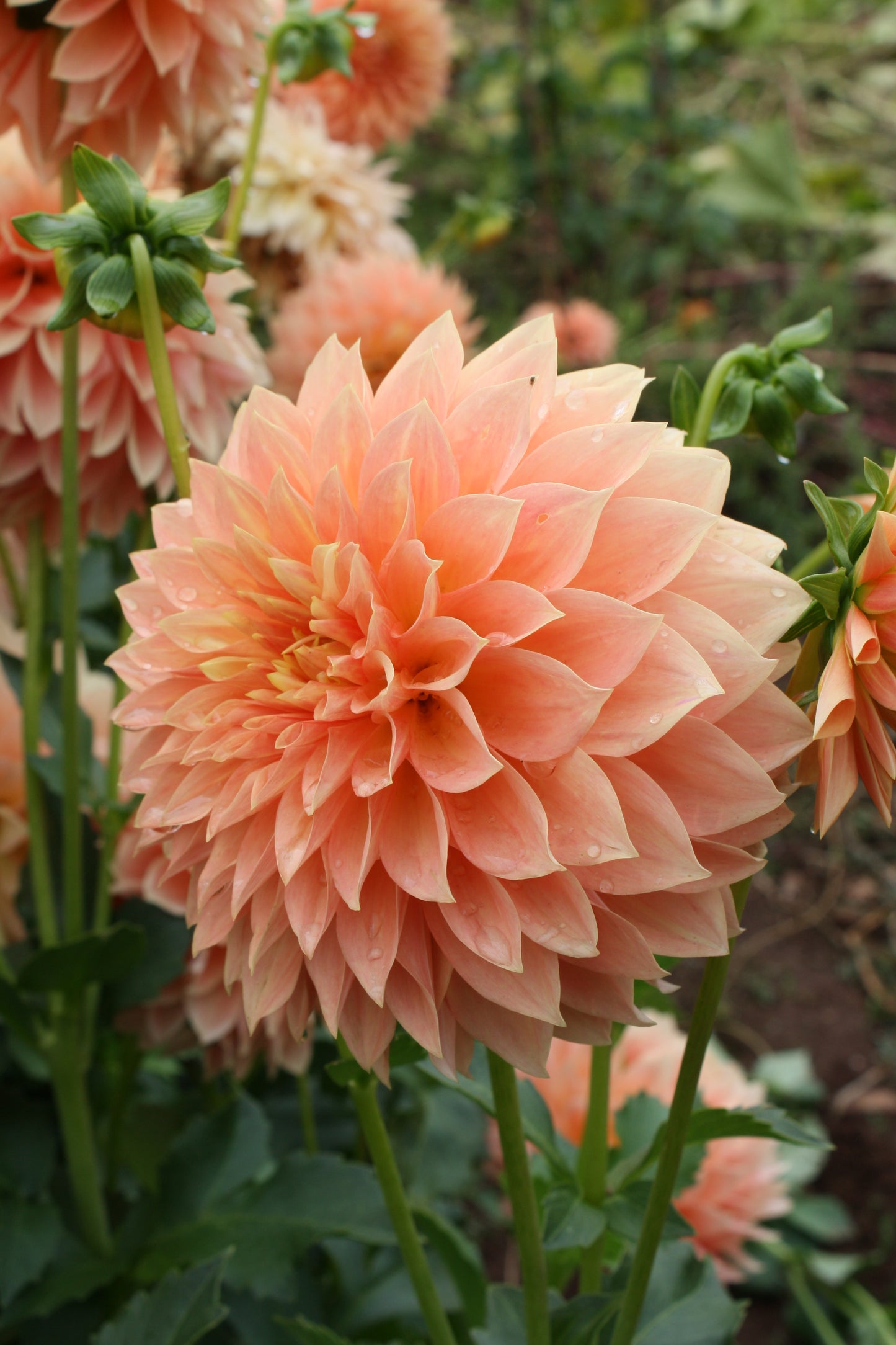 Hamilton Lillian Dahlia Tuber