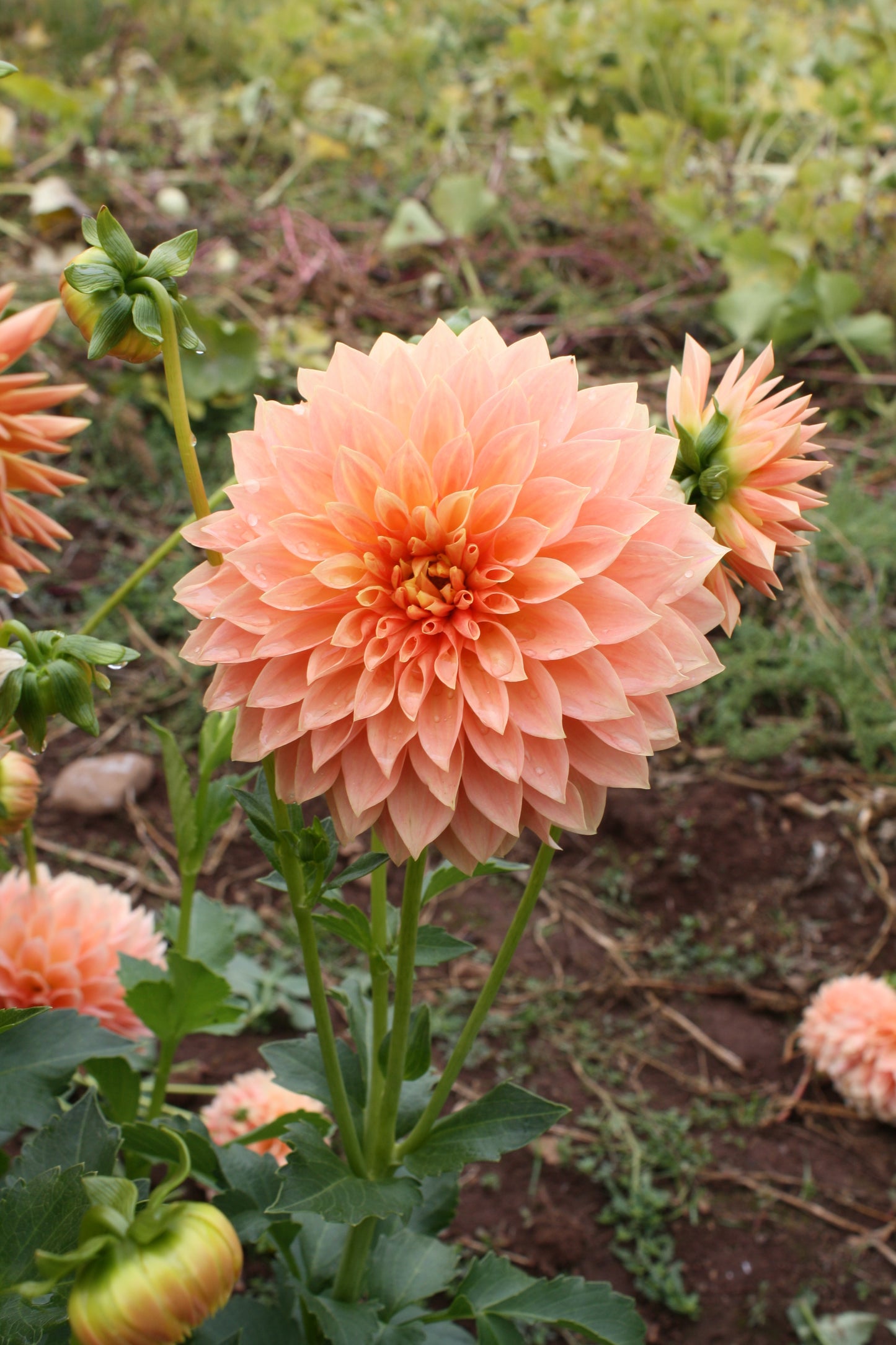 Hamilton Lillian Dahlia Tuber
