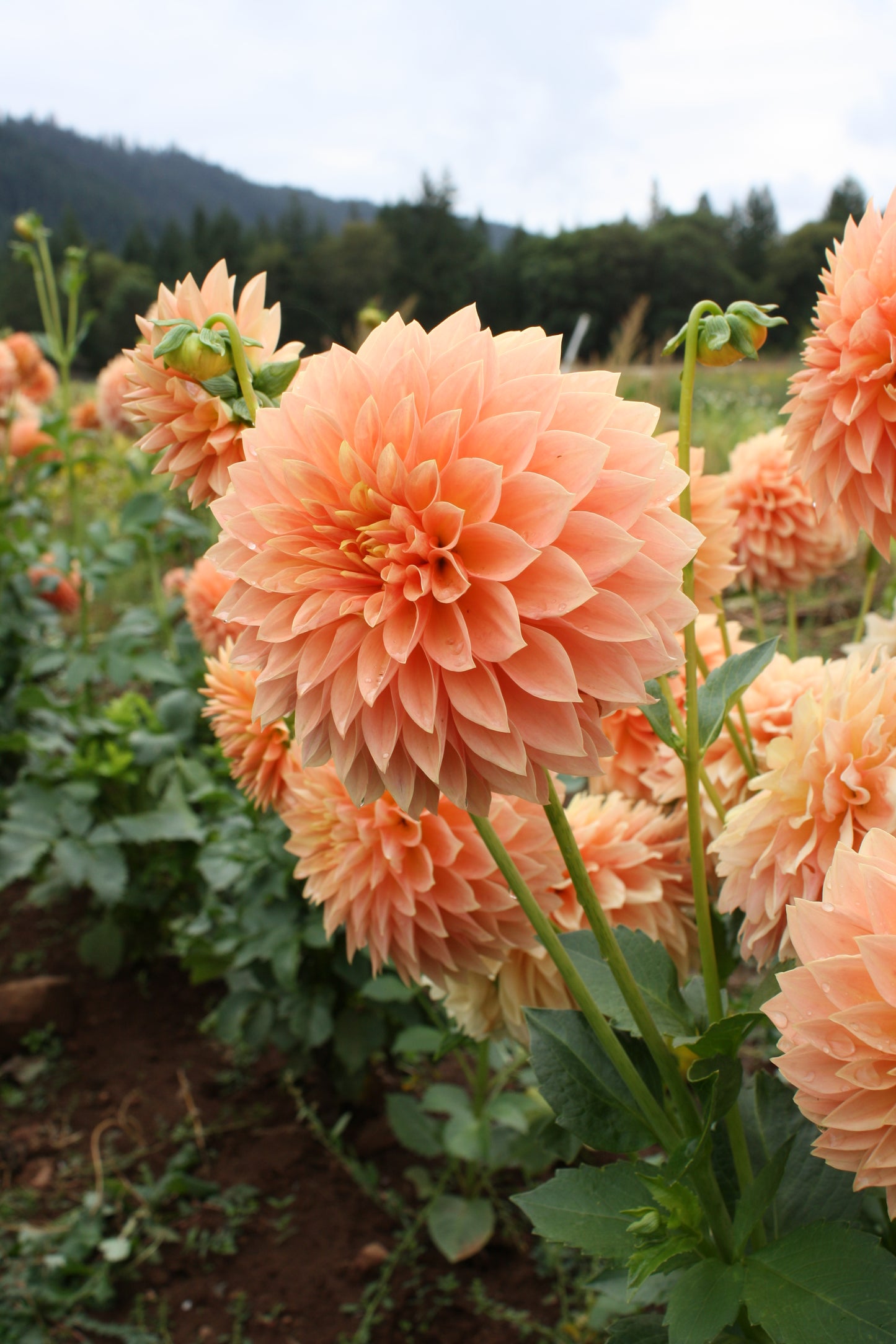 Hamilton Lillian Dahlia Tuber