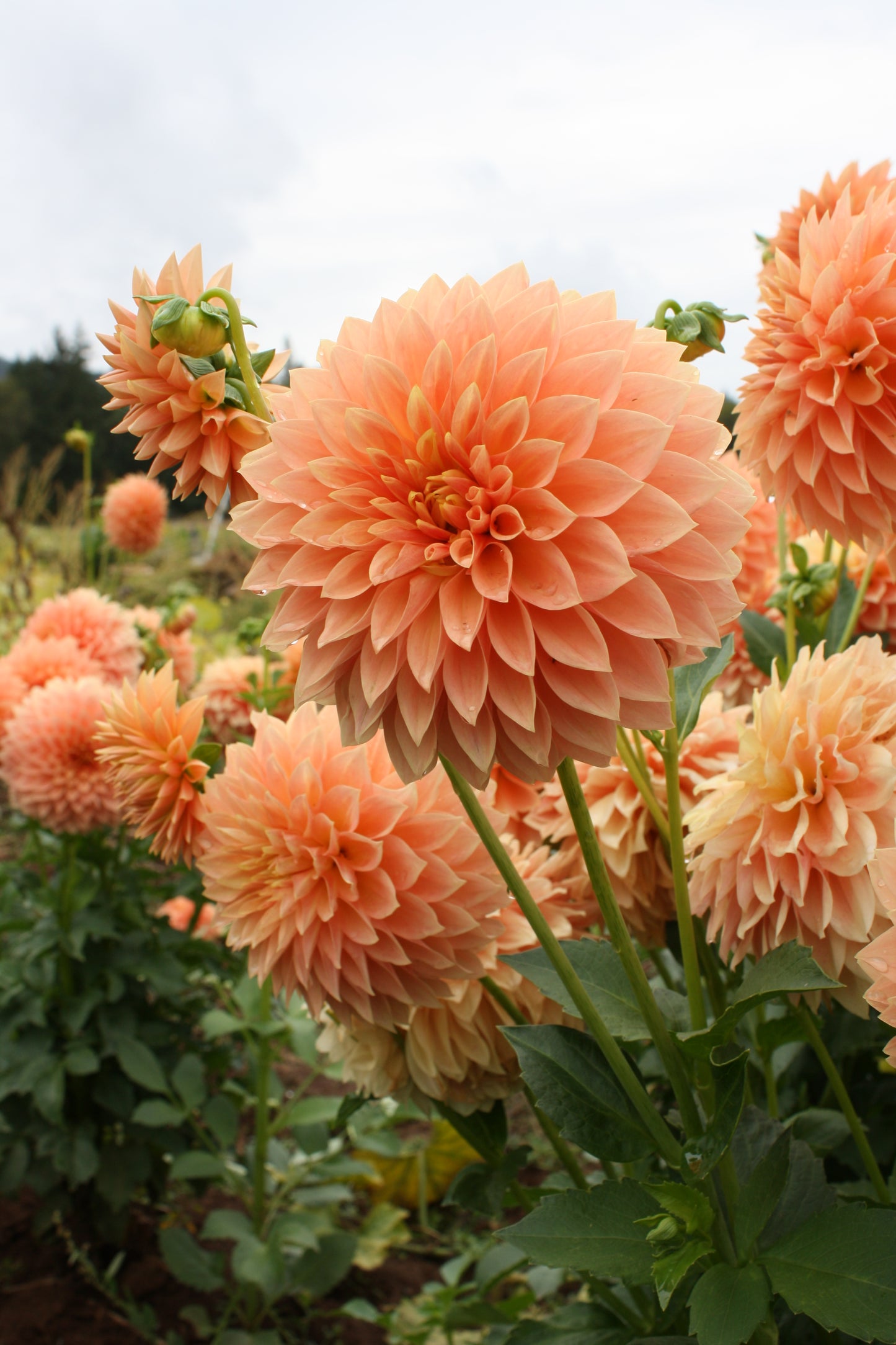 Hamilton Lillian Dahlia Tuber