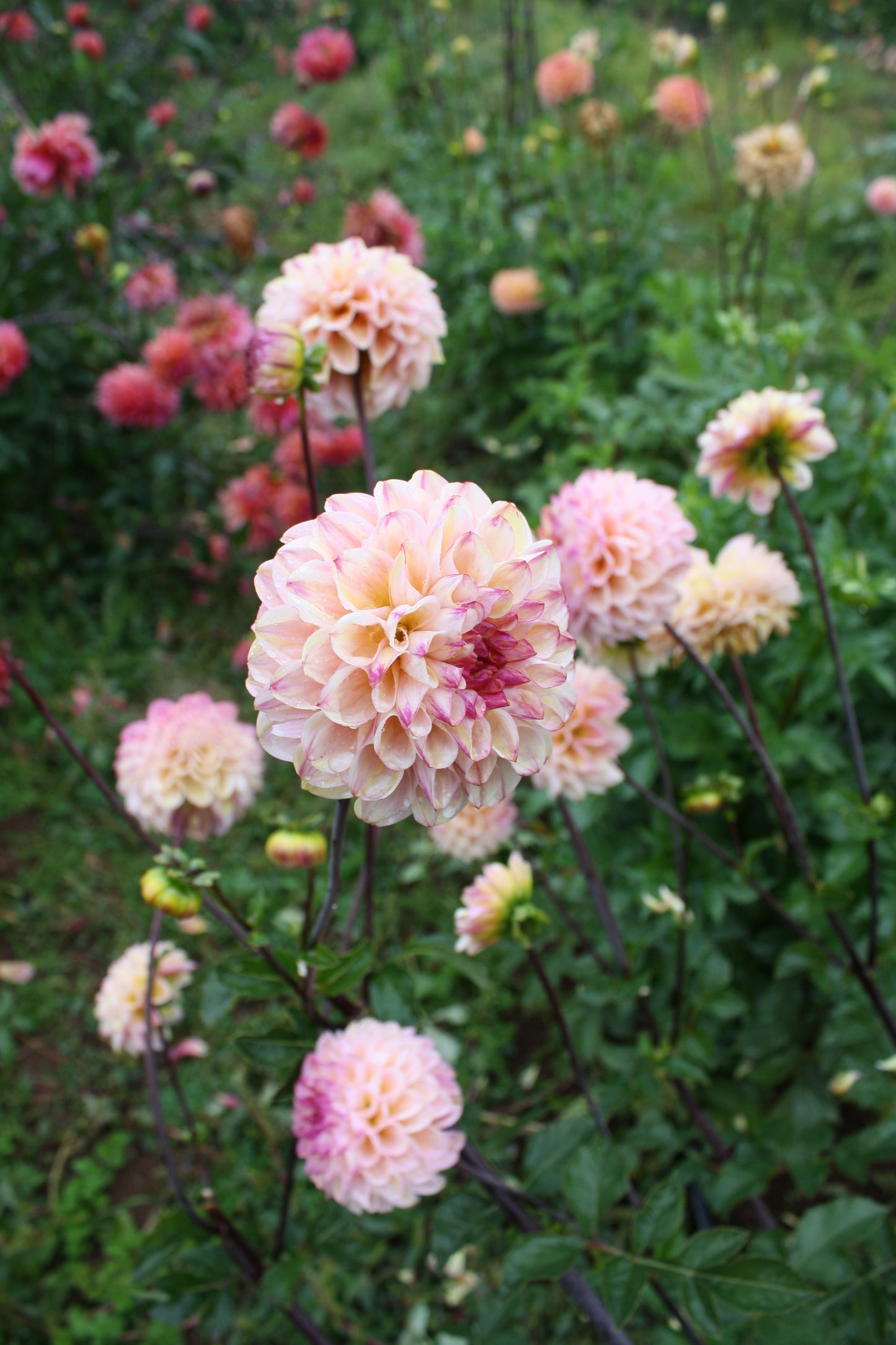 Wine Eyed Jill Dahlia Tuber