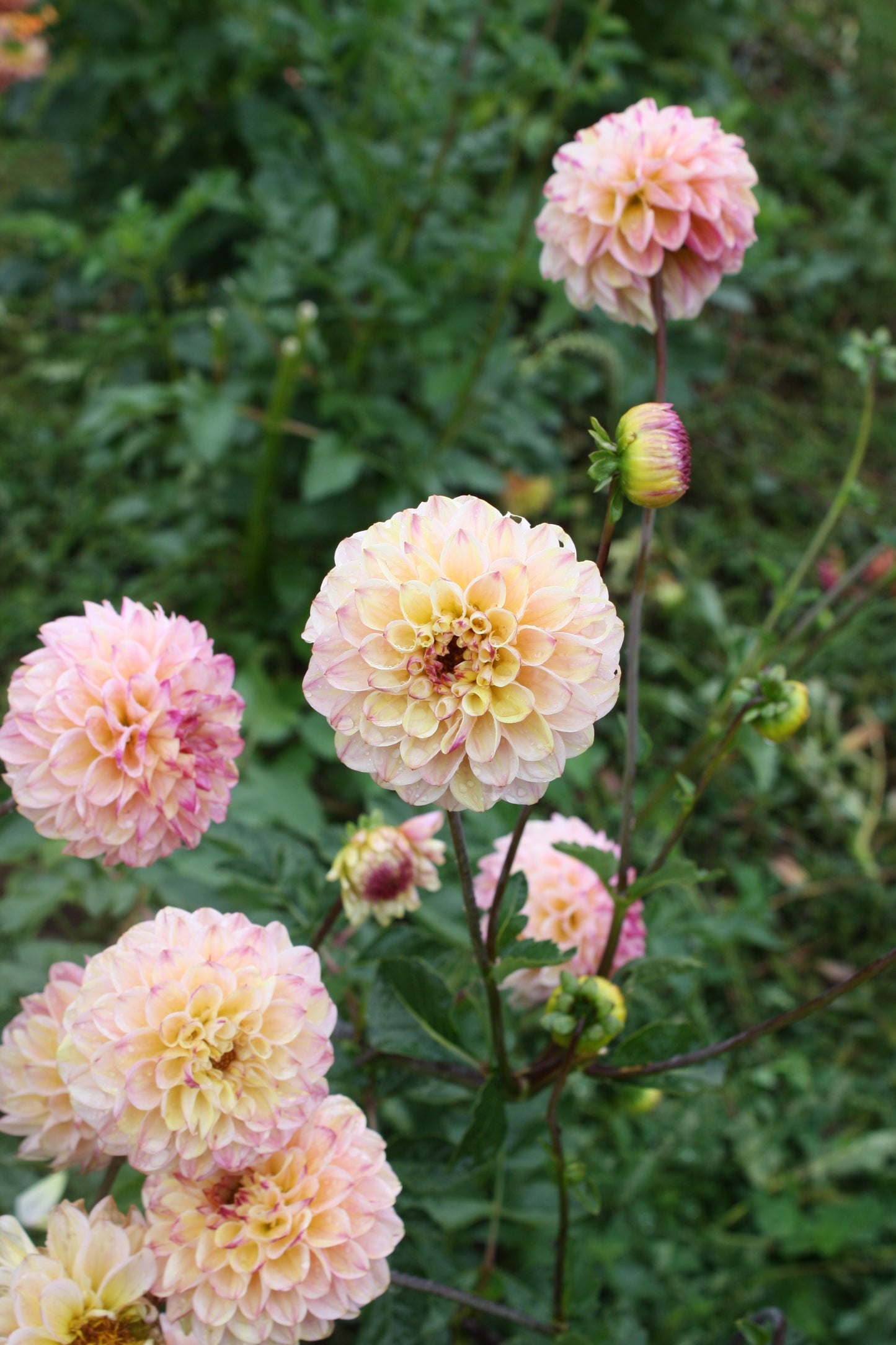 Wine Eyed Jill Dahlia Tuber