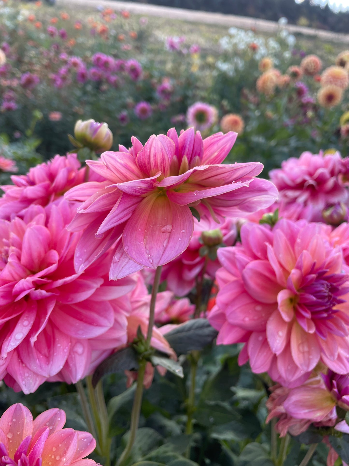 Southern Belle Dahlia Tuber