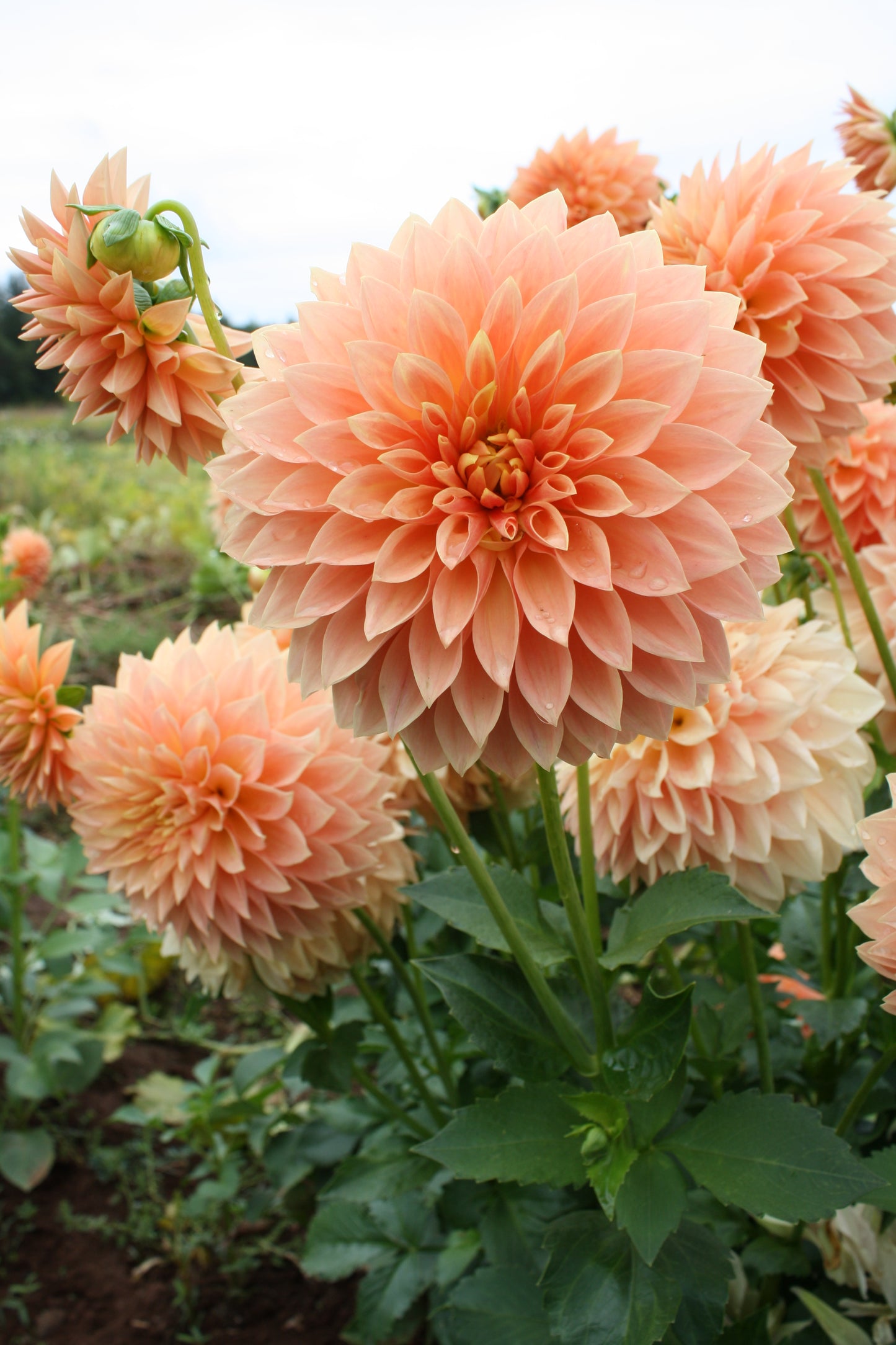 Hamilton Lillian Dahlia Tuber
