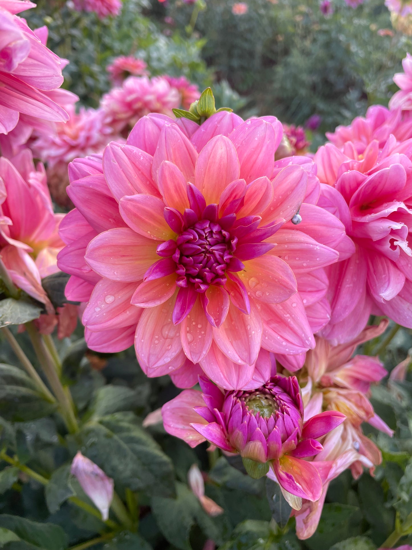 Southern Belle Dahlia Tuber