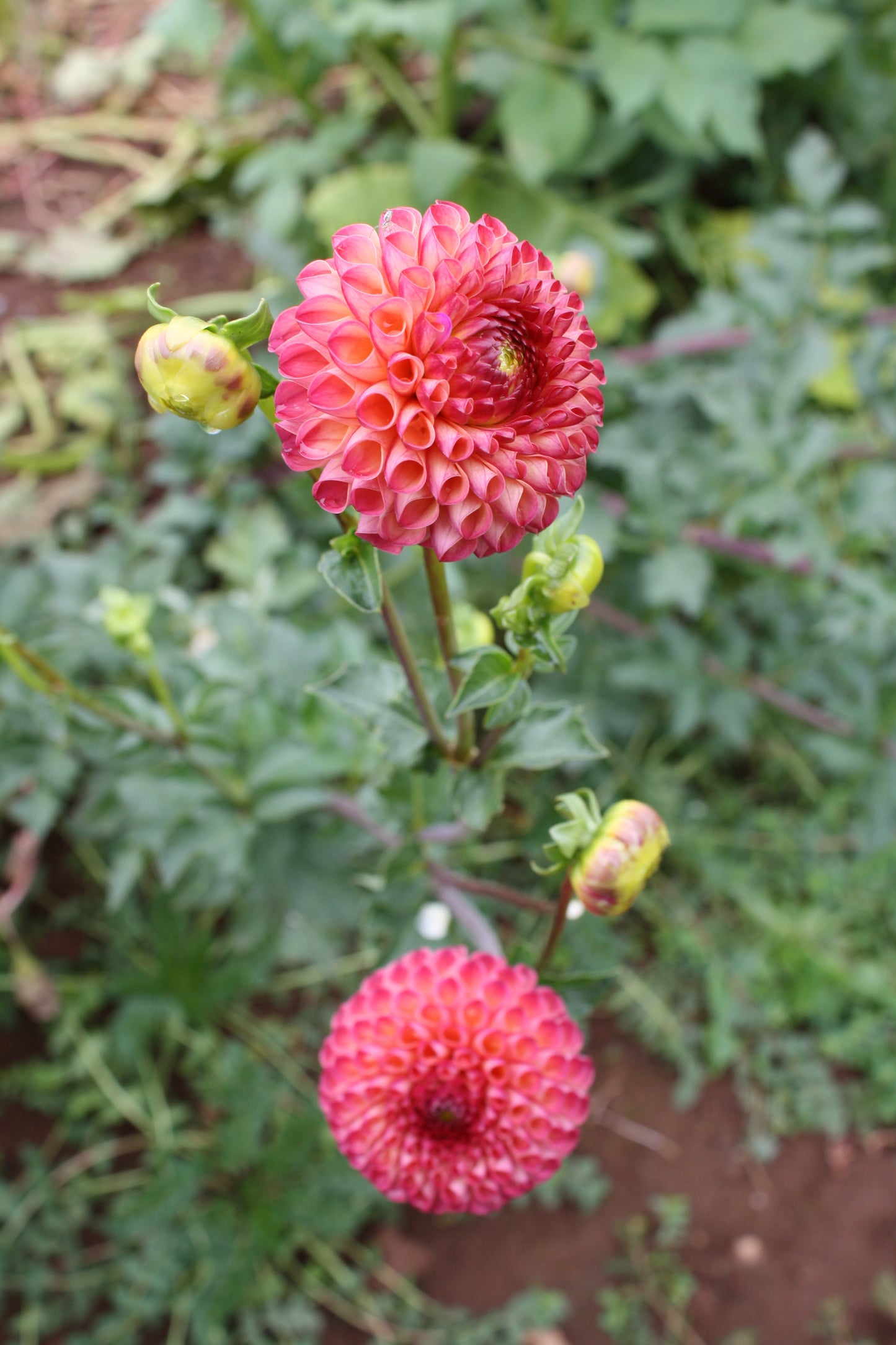 Burlesca Dahlia Tuber