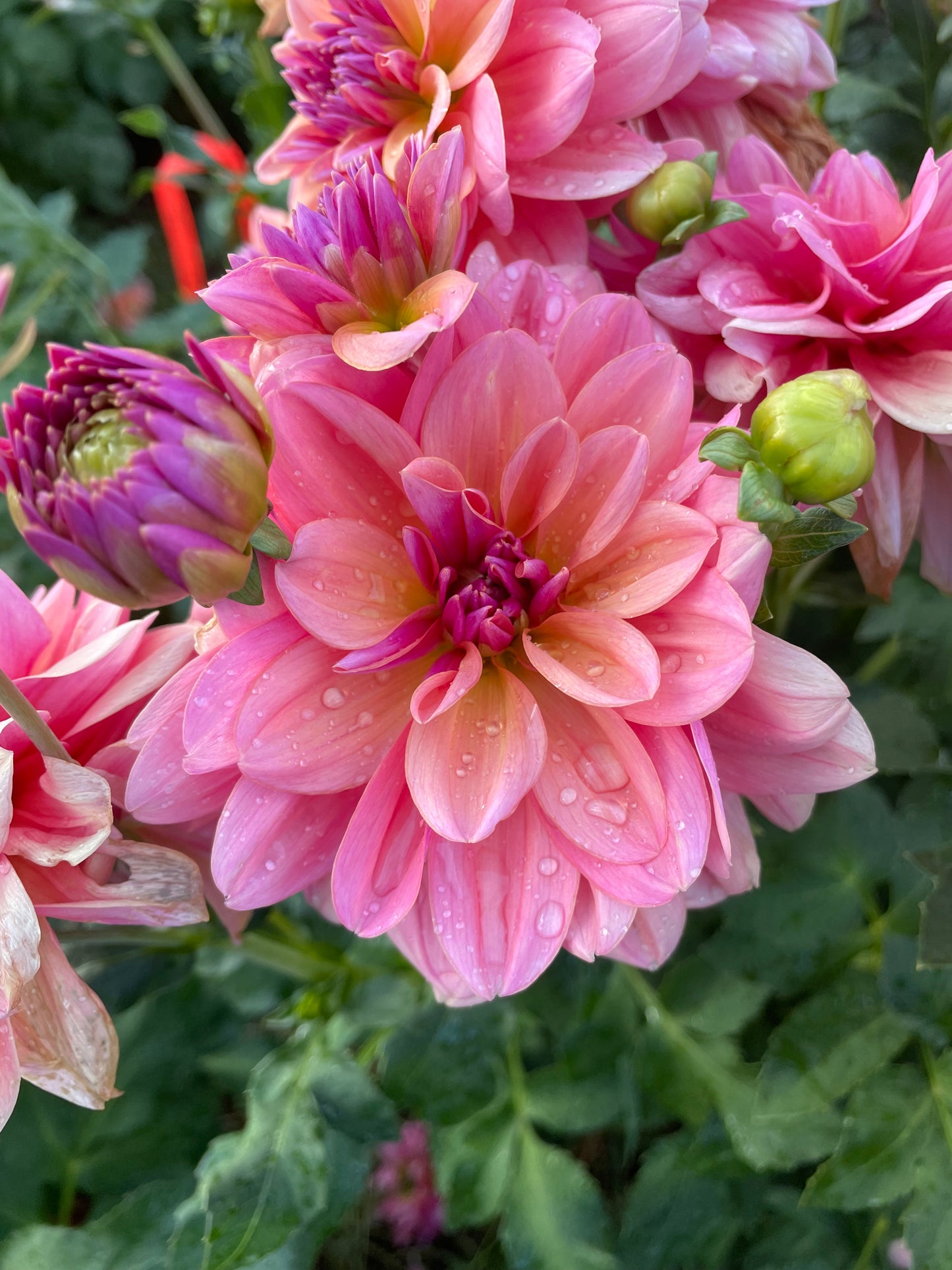 Southern Belle Dahlia Tuber
