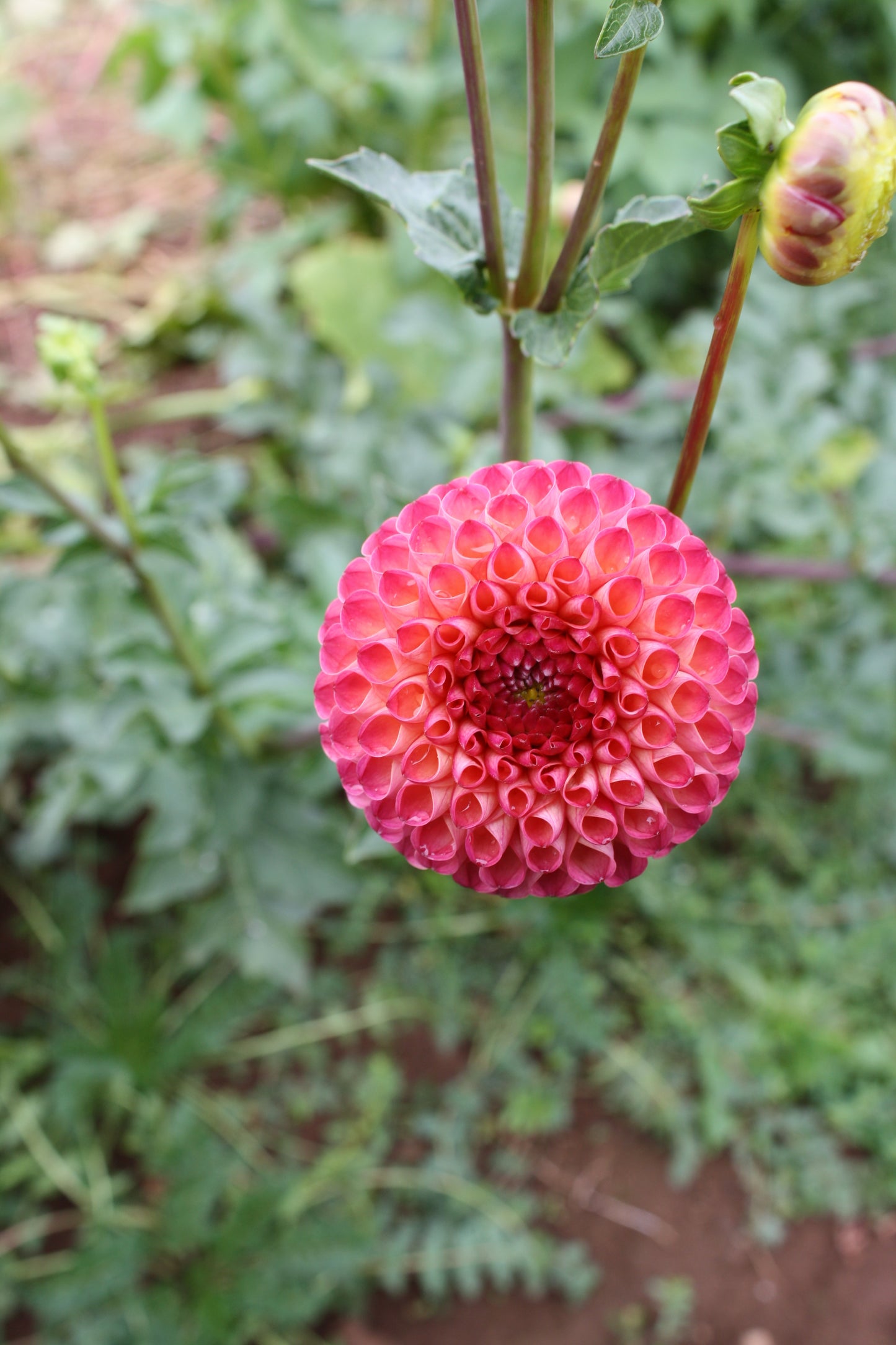 Burlesca Dahlia Tuber
