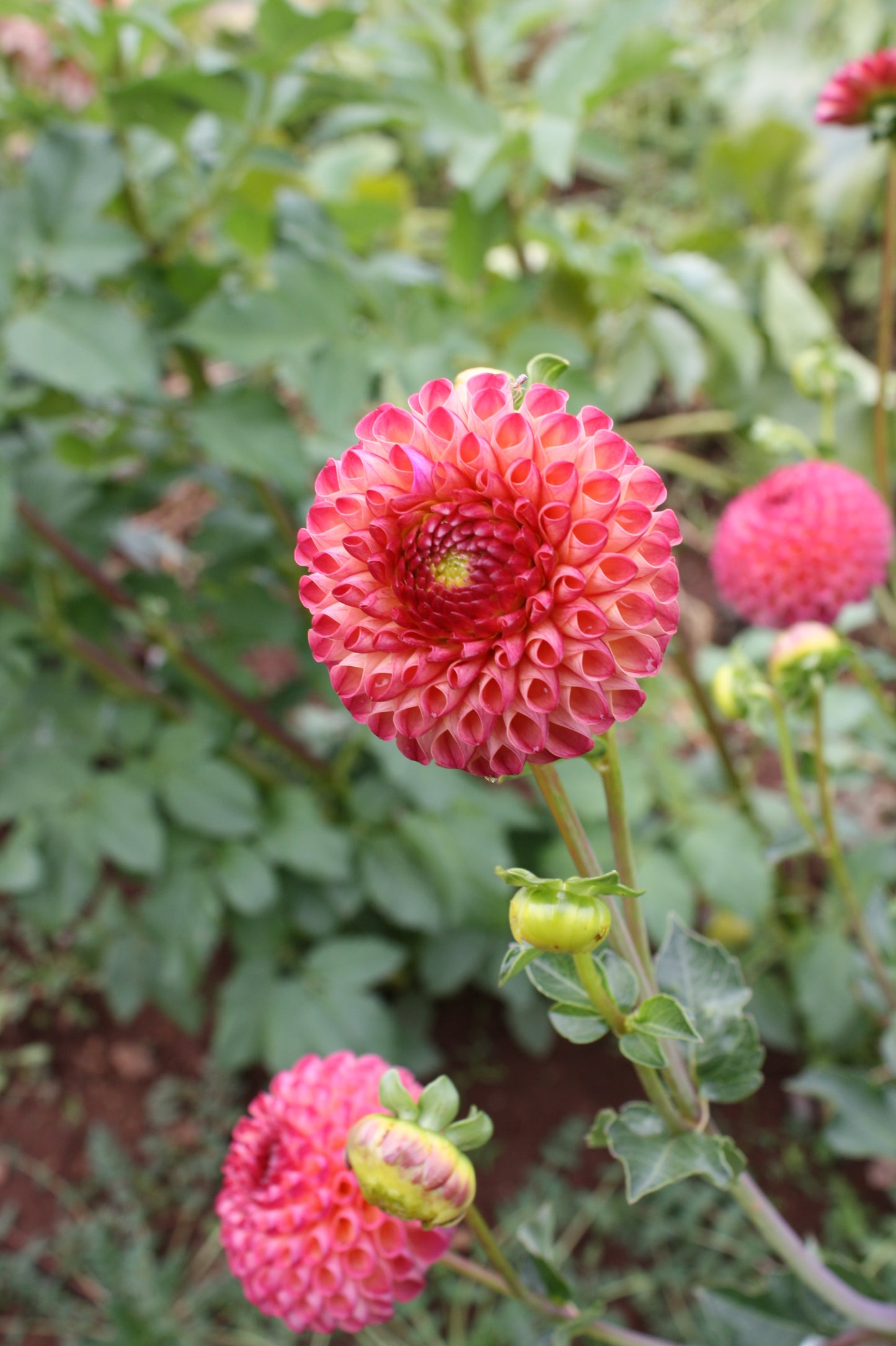 Burlesca Dahlia Tuber