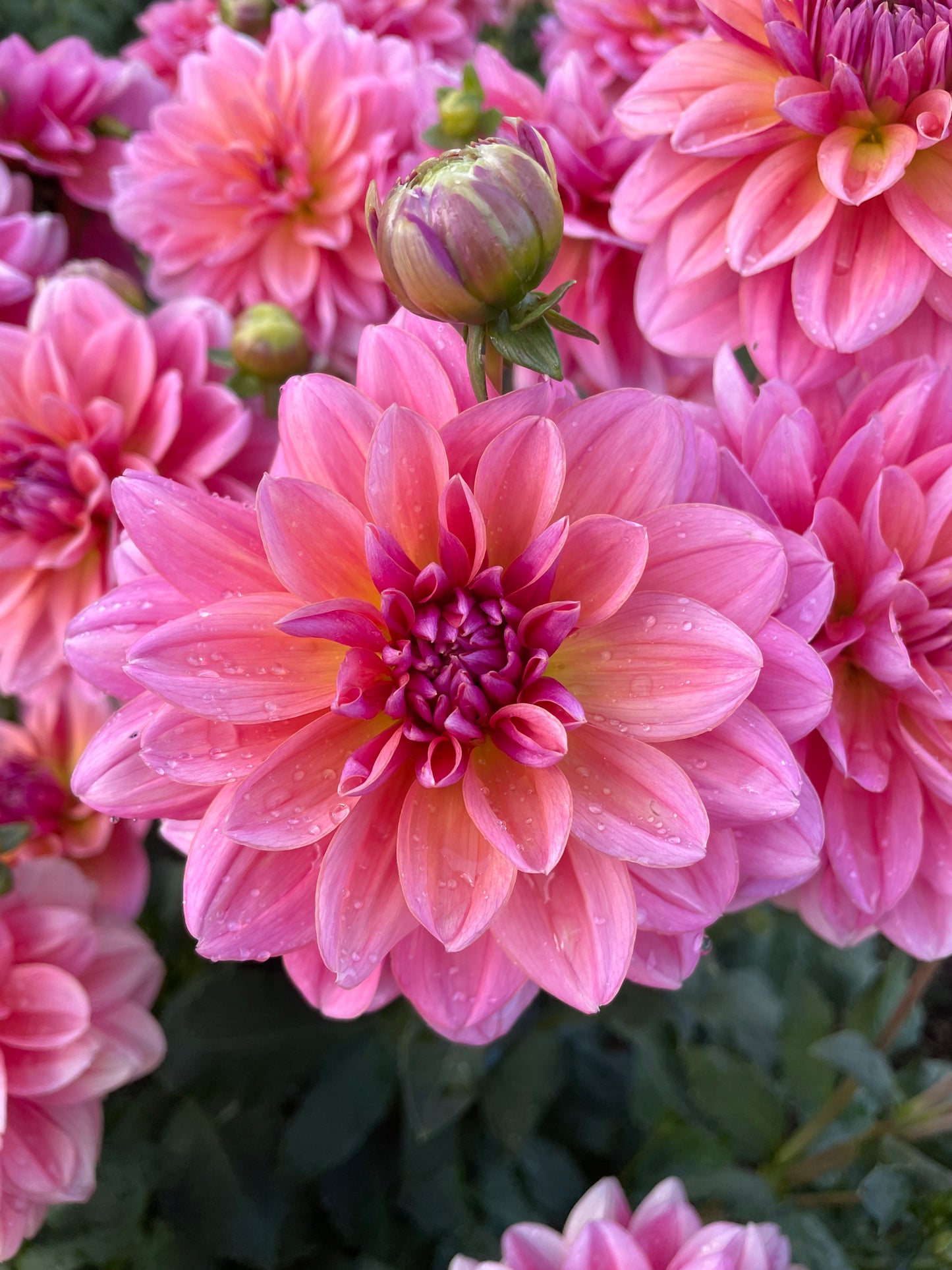 Southern Belle Dahlia Tuber