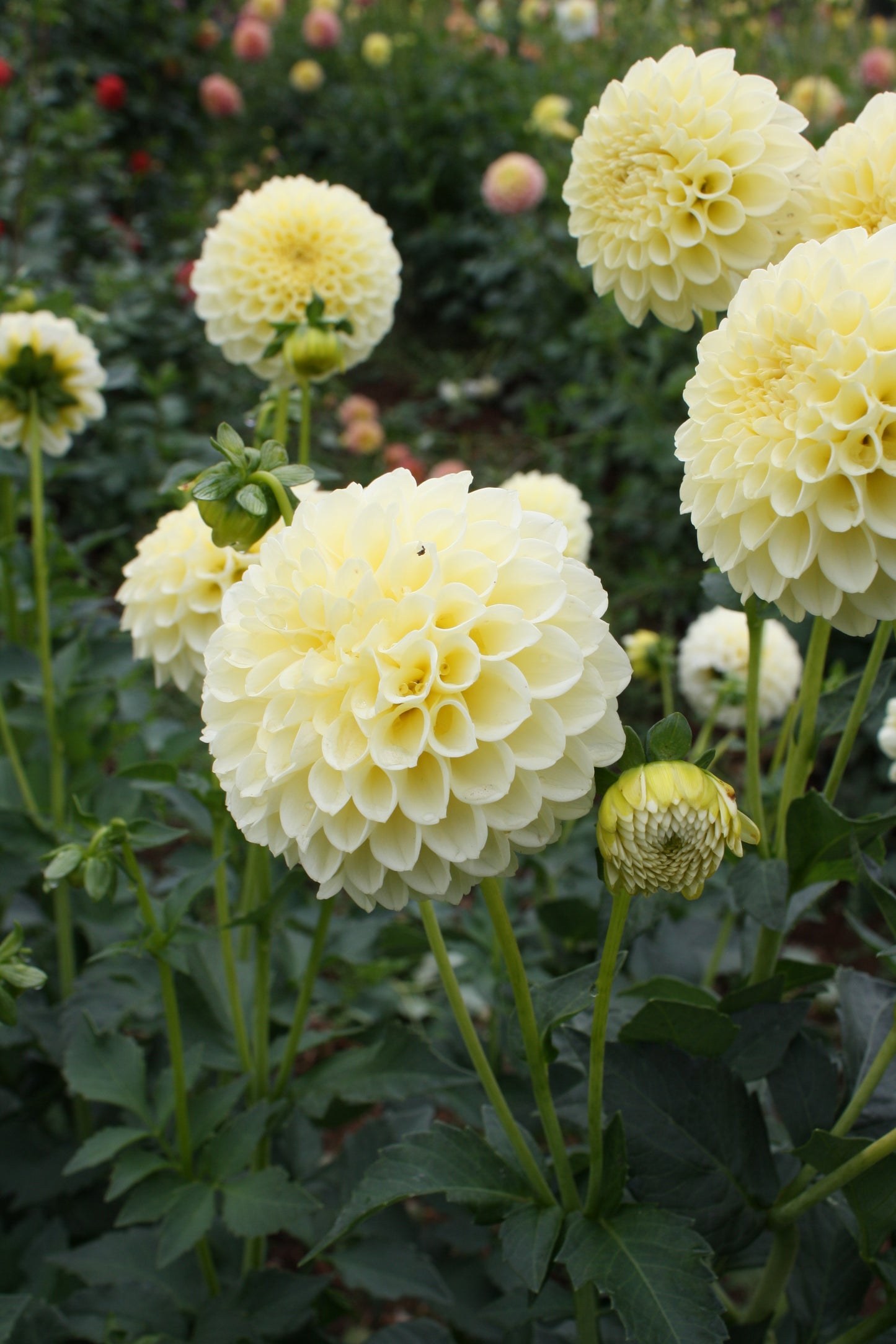 Creamy Dahlia Tuber