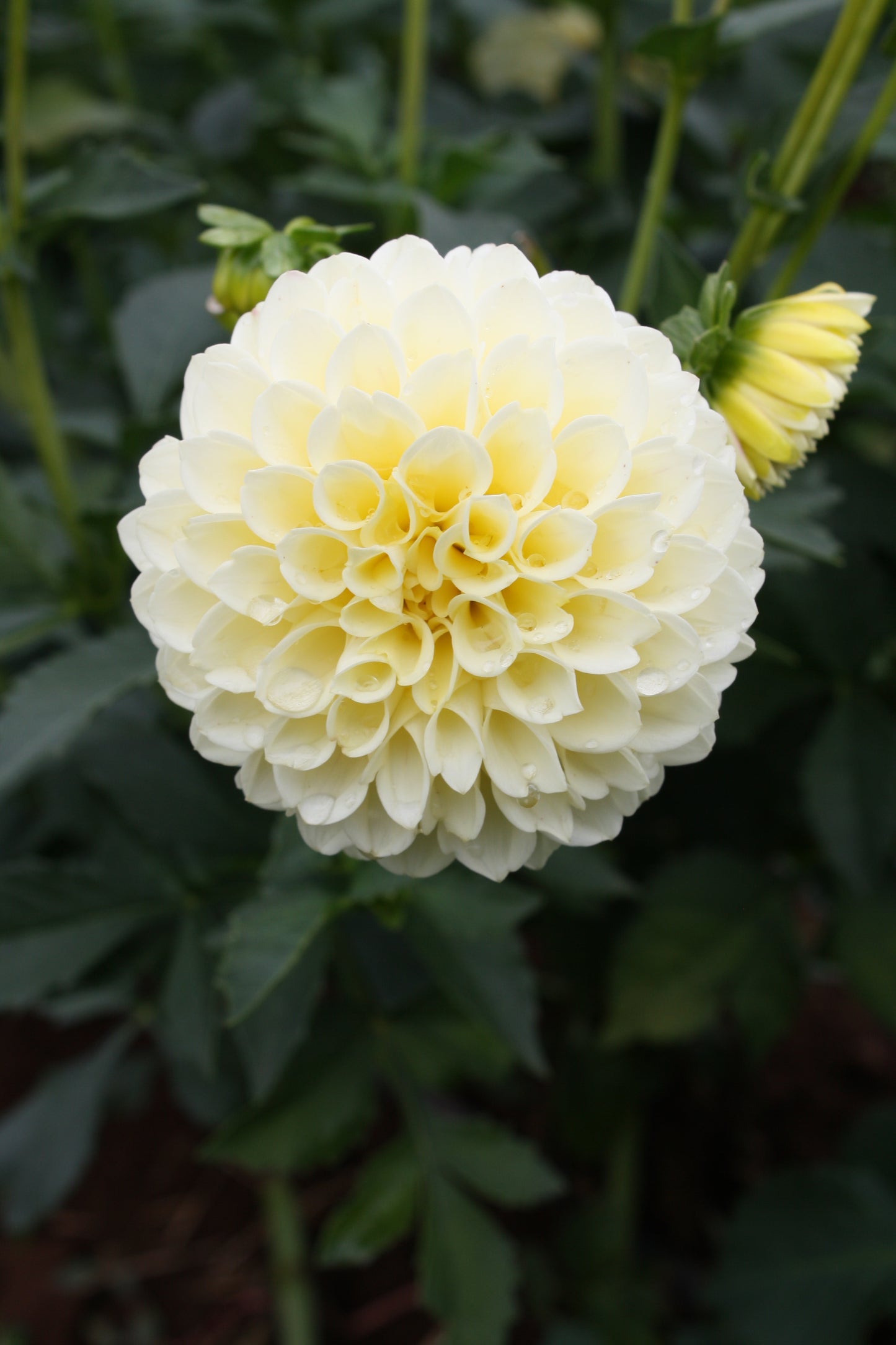 Creamy Dahlia Tuber