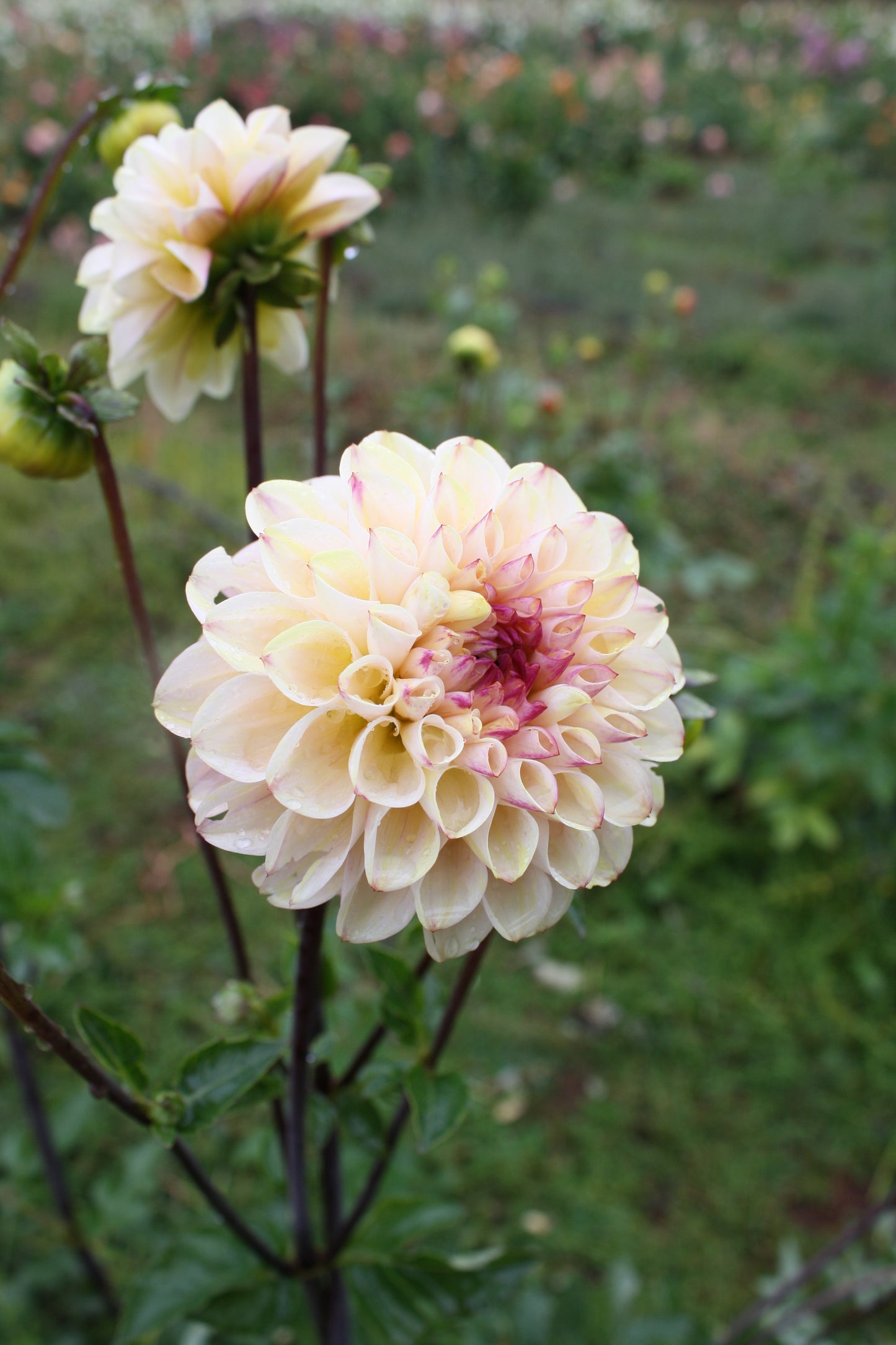 Wine Eyed Jill Dahlia Tuber