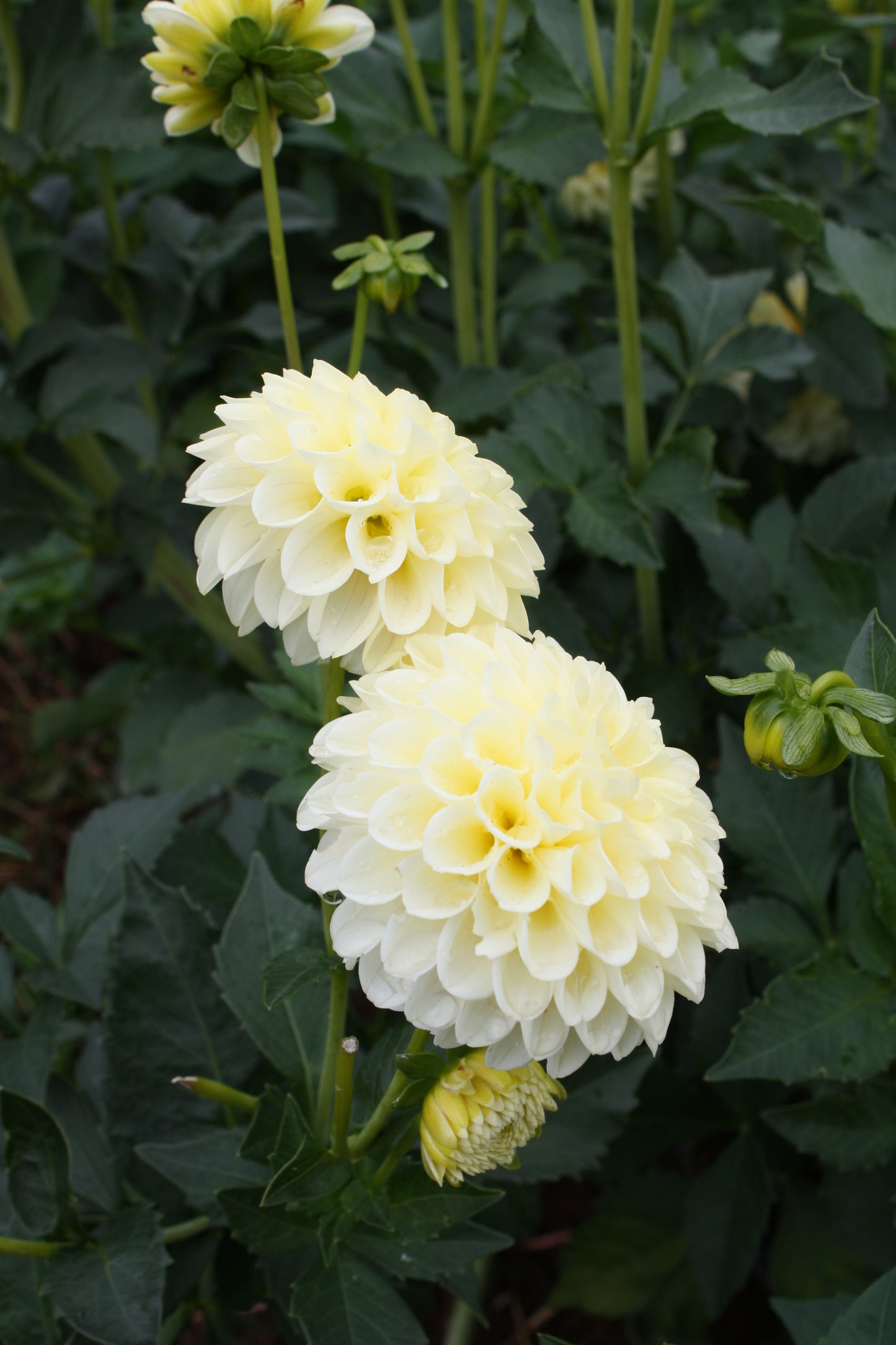 Creamy Dahlia Tuber