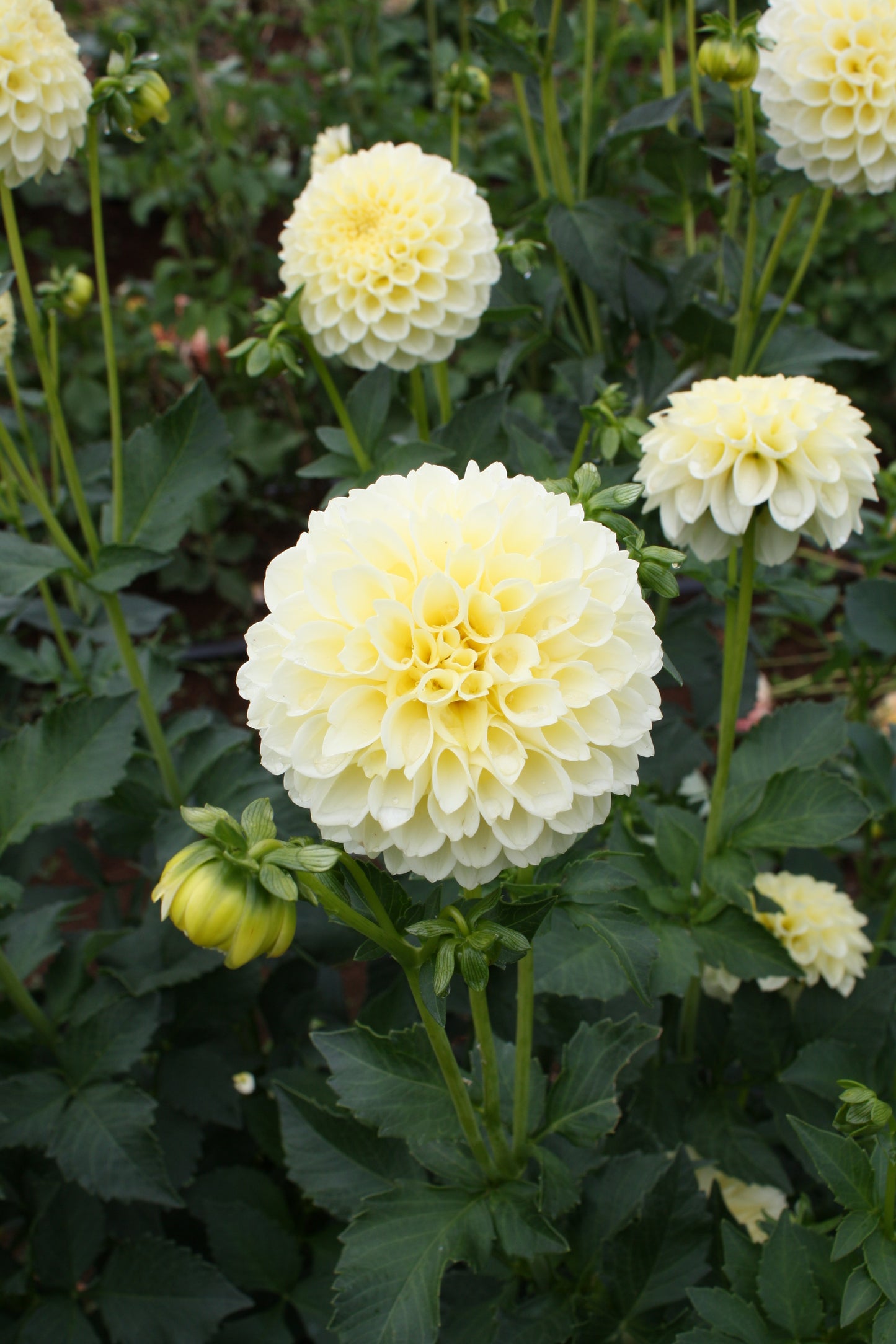Creamy Dahlia Tuber