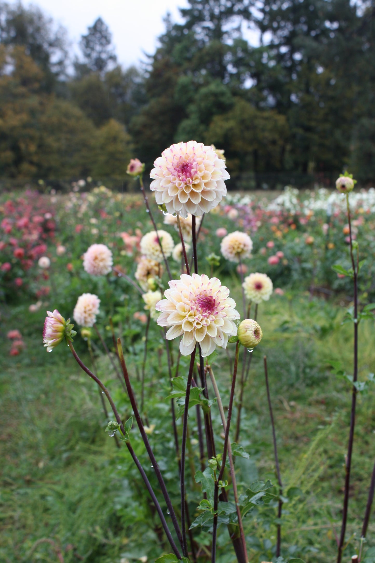 Wine Eyed Jill Dahlia Tuber