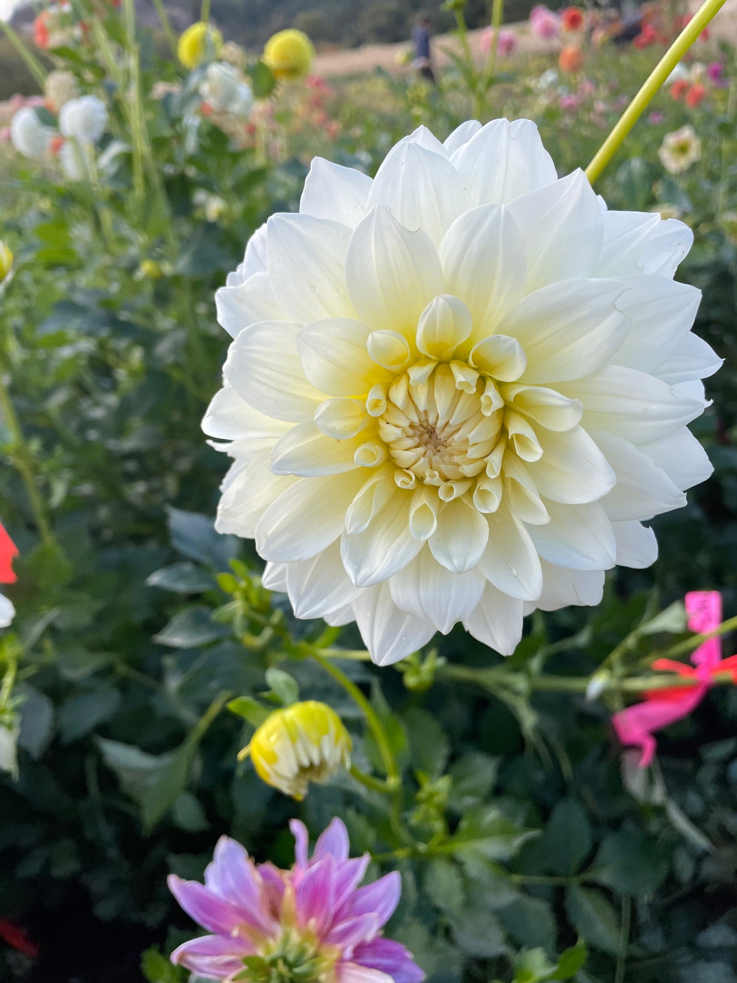 Shilo Jazzman Dahlia Tuber