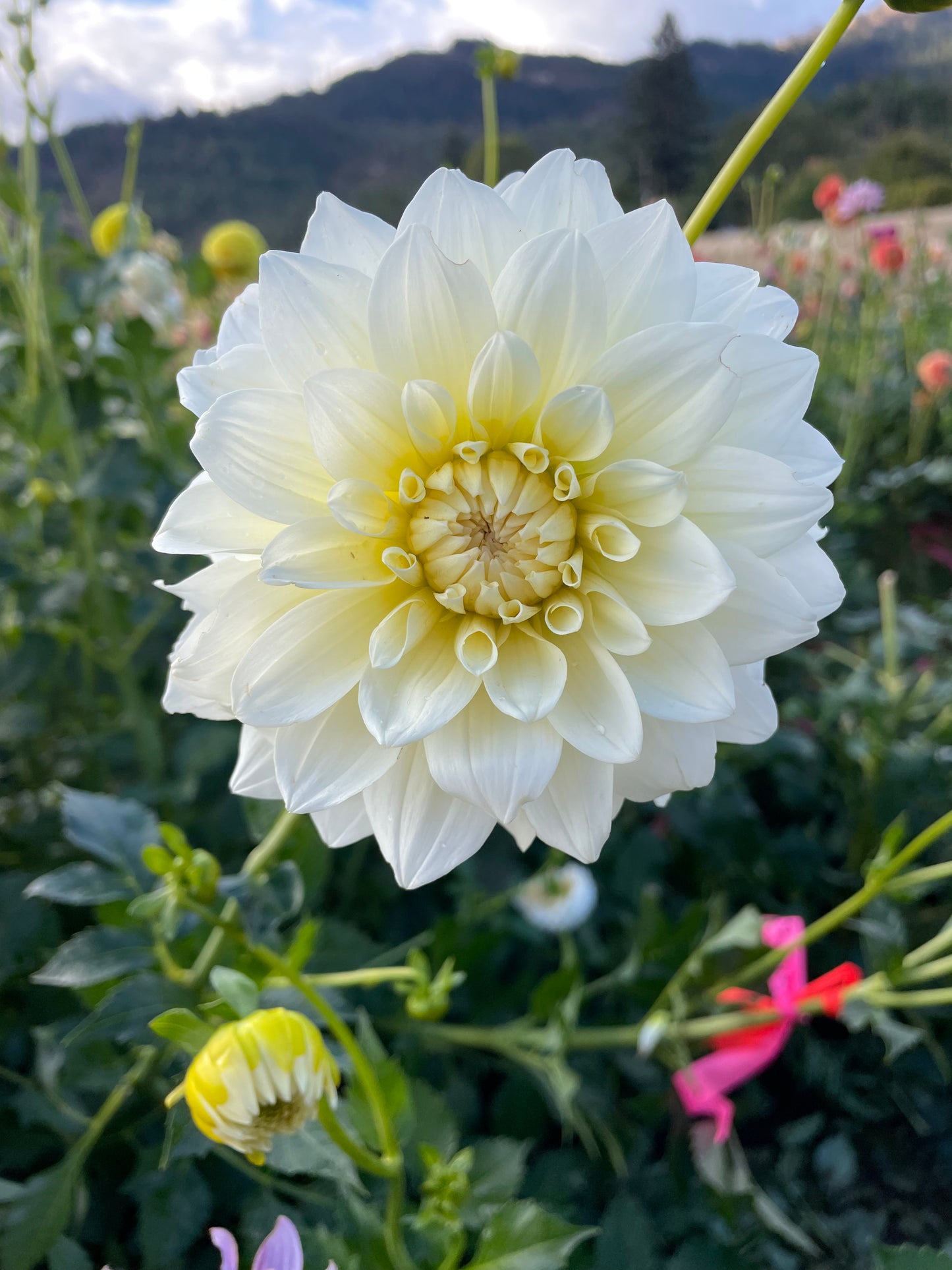 Shilo Jazzman Dahlia Tuber