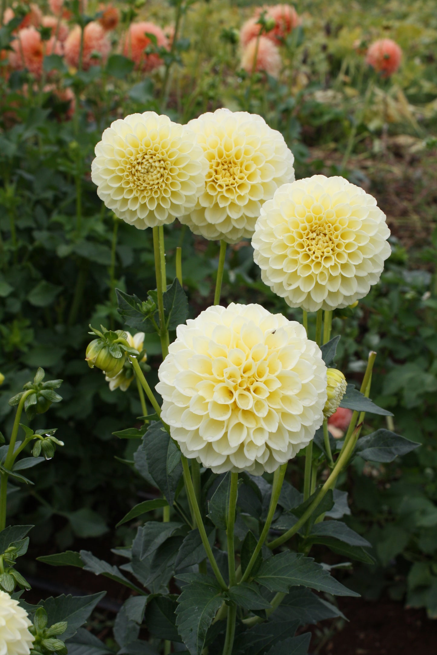Creamy Dahlia Tuber