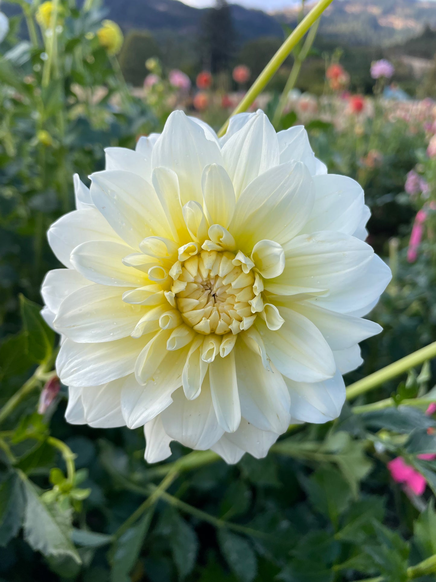 Shilo Jazzman Dahlia Tuber