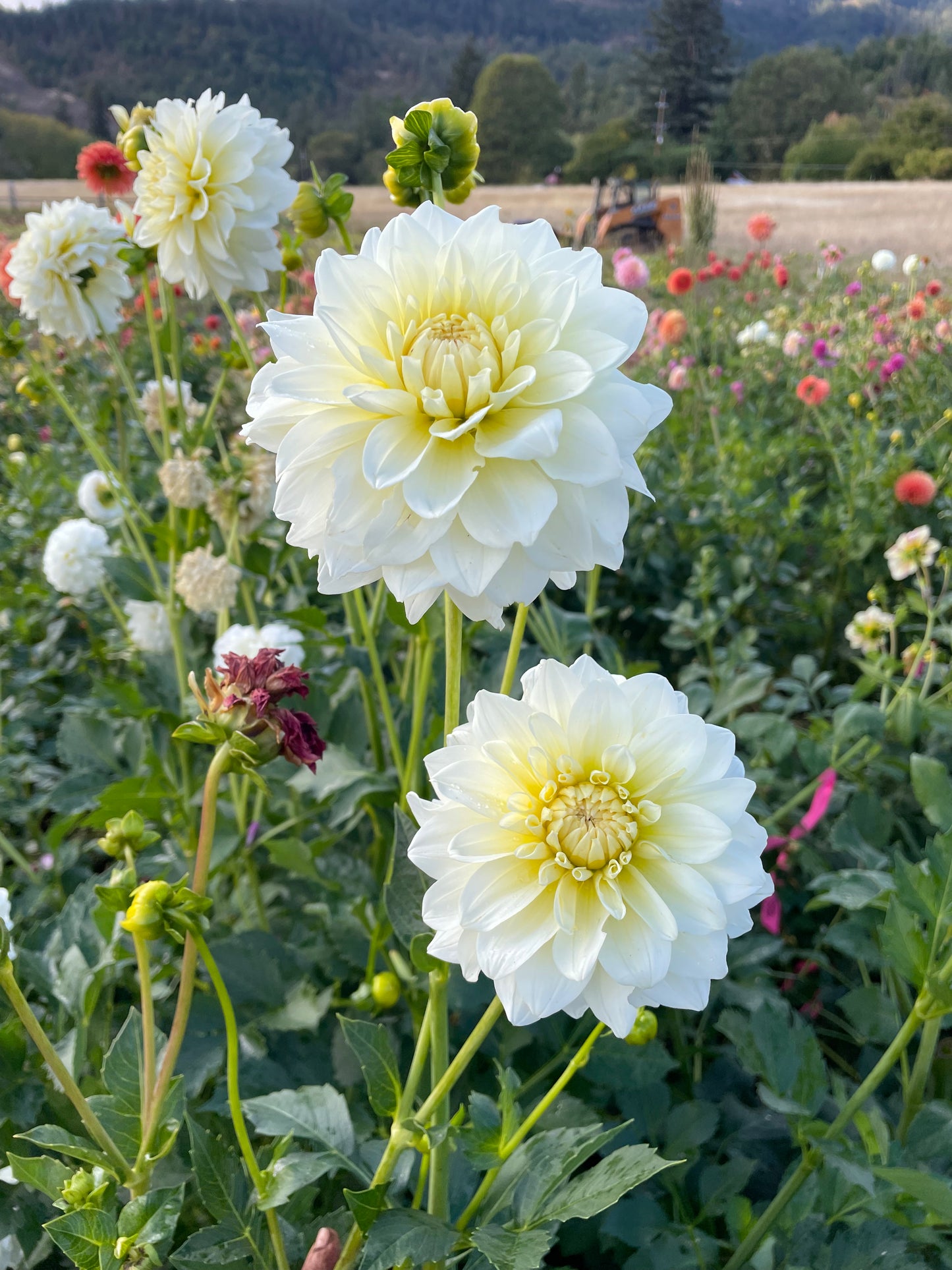 Shilo Jazzman Dahlia Tuber