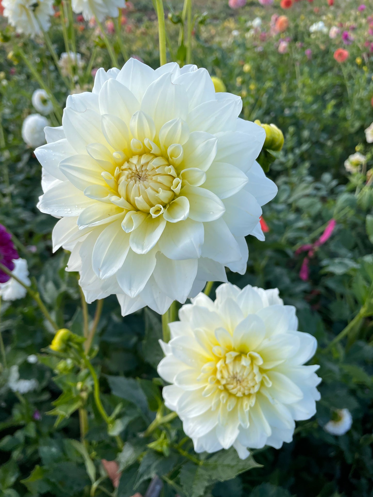 Shilo Jazzman Dahlia Tuber