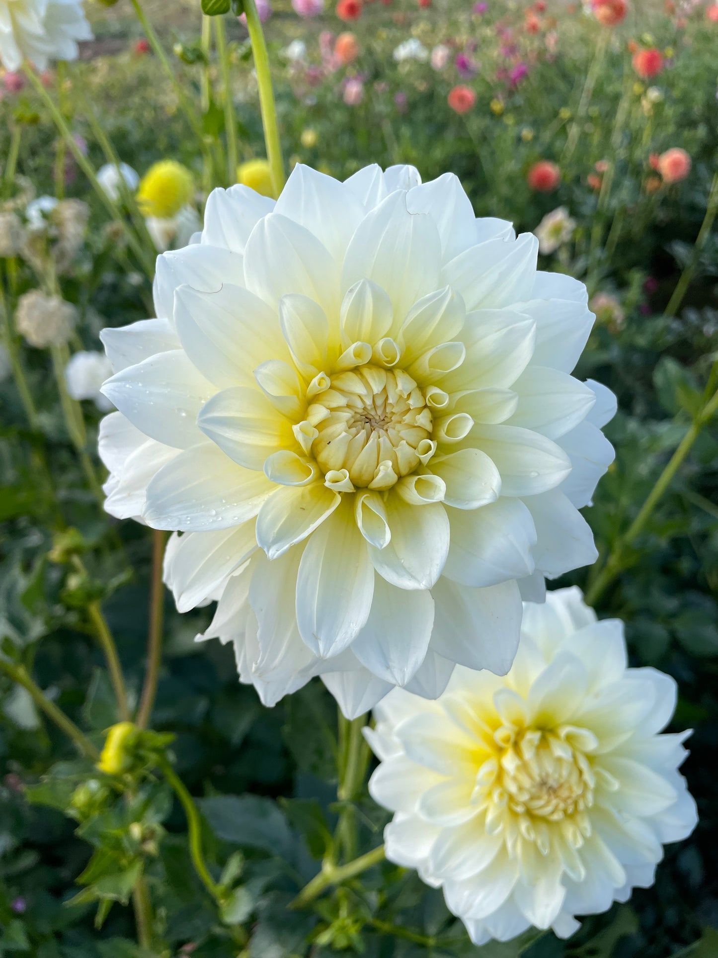 Shilo Jazzman Dahlia Tuber
