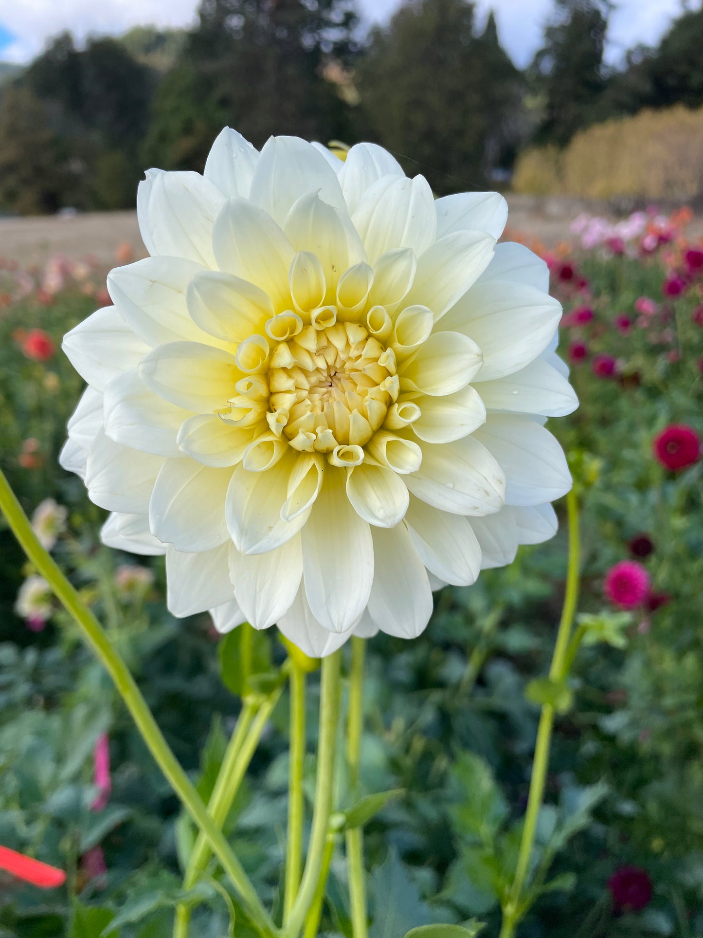 Shilo Jazzman Dahlia Tuber