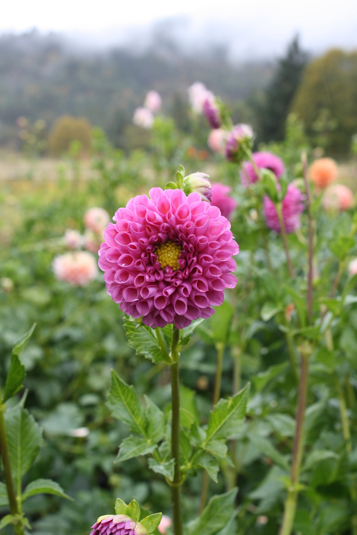 Isabel Dahlia Tuber