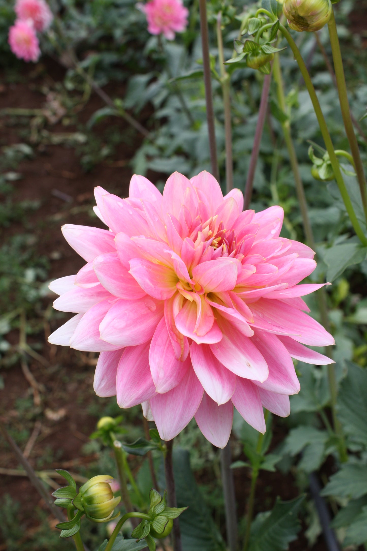 Gerrie Hoek Dahlia Tuber