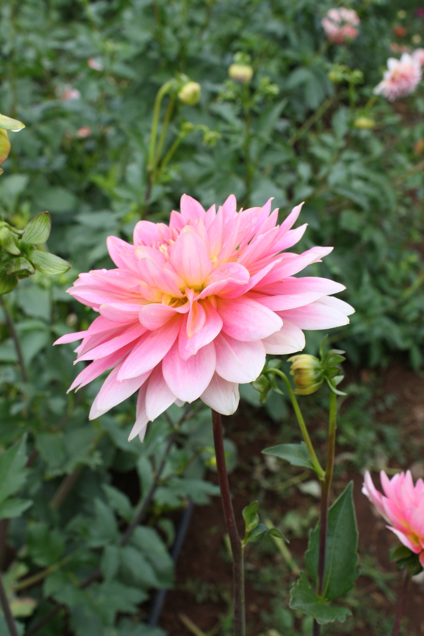Gerrie Hoek Dahlia Tuber