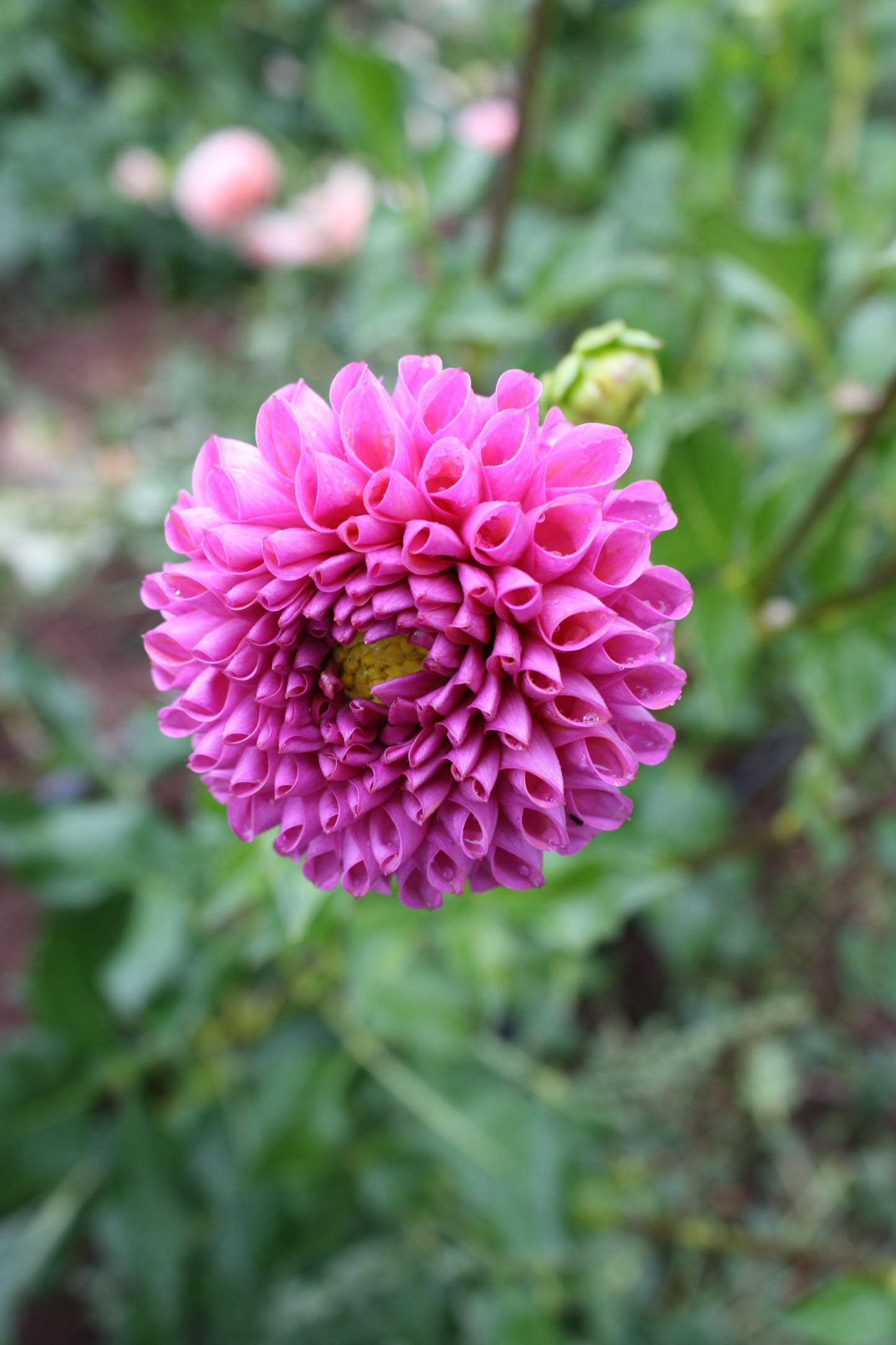 Isabel Dahlia Tuber