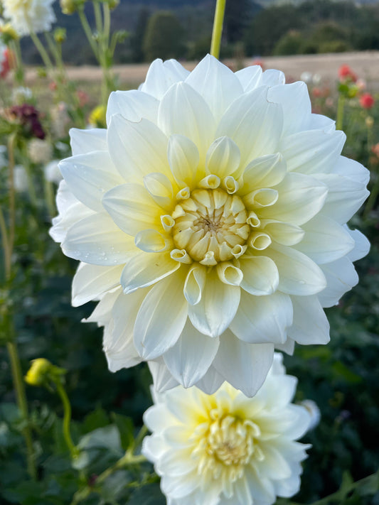 Shilo Jazzman Dahlia Tuber
