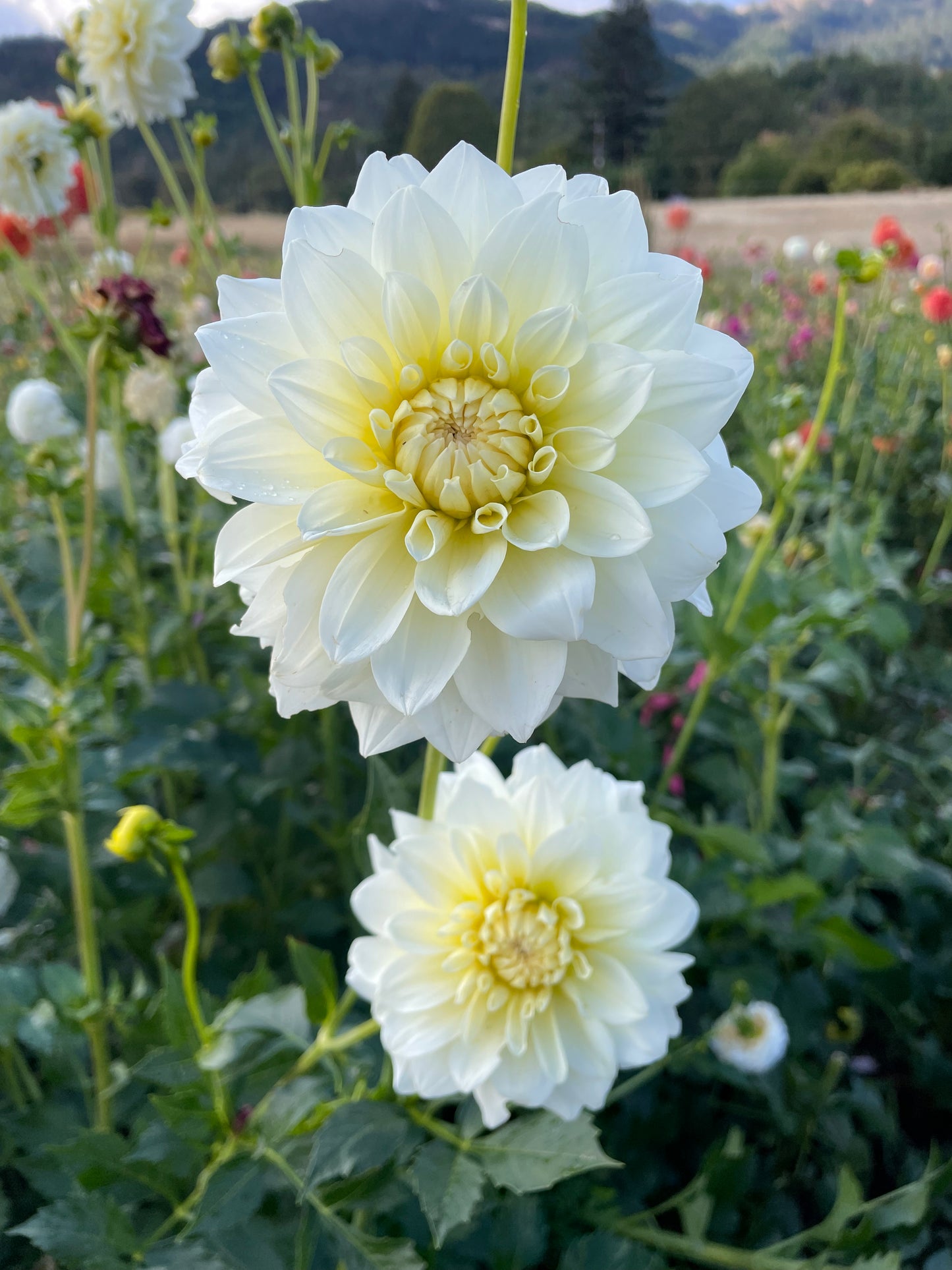 Shilo Jazzman Dahlia Tuber
