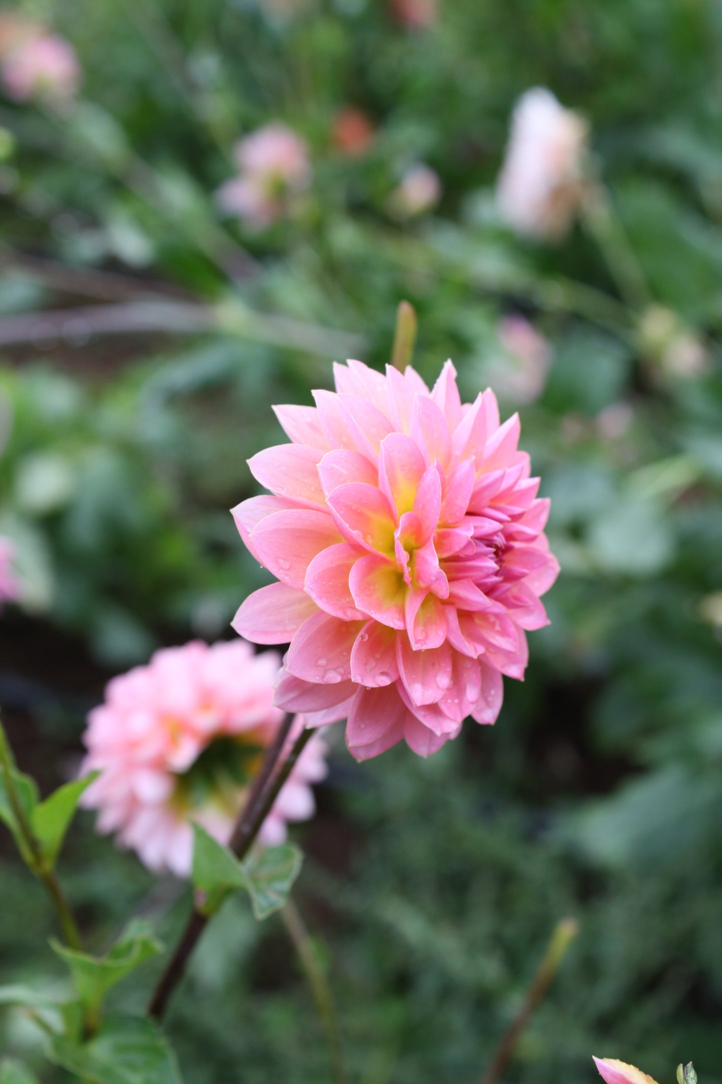 Jitterbug Dahlia Tuber