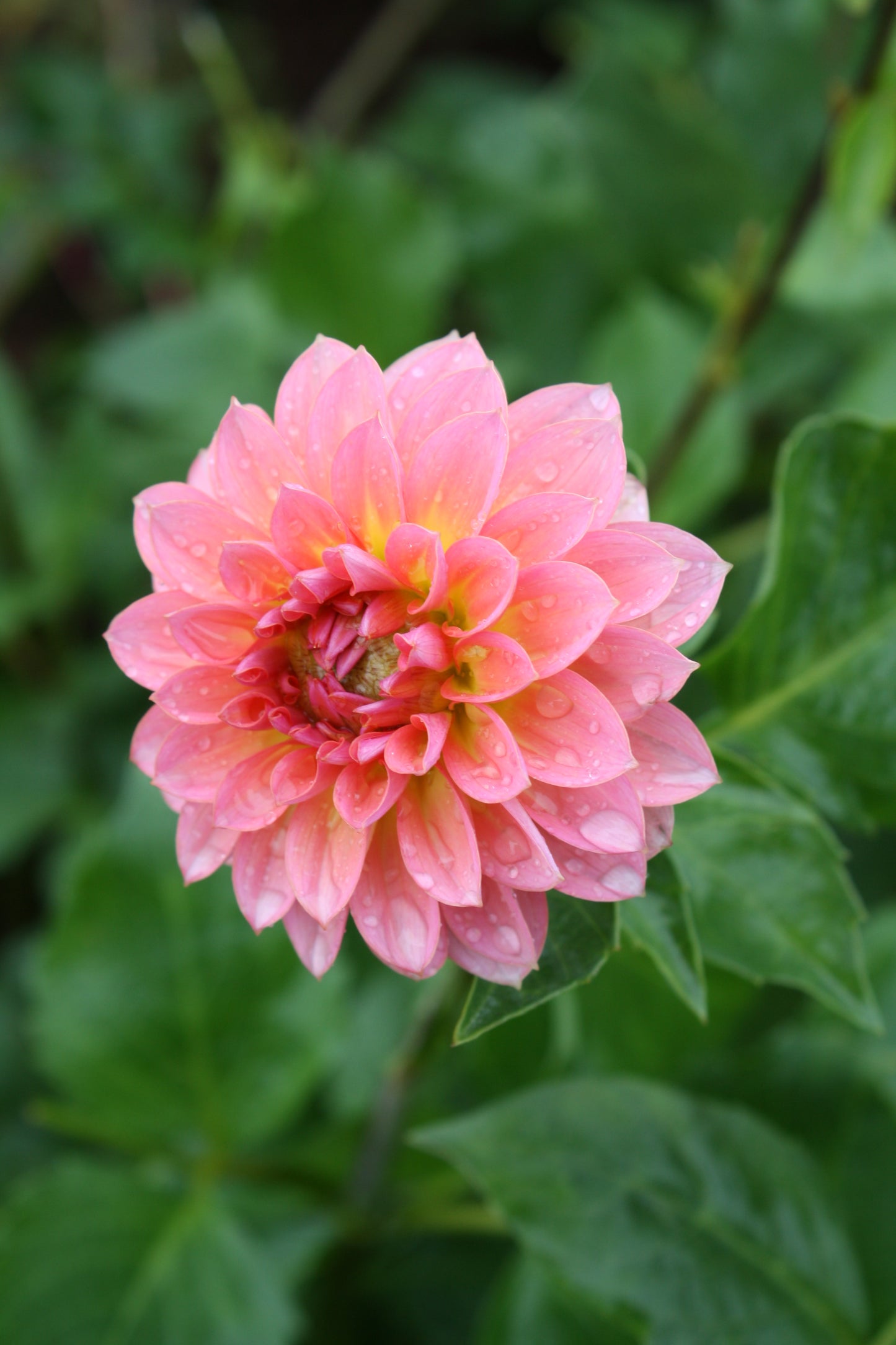 Jitterbug Dahlia Tuber