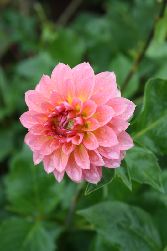 Jitterbug Dahlia Tuber
