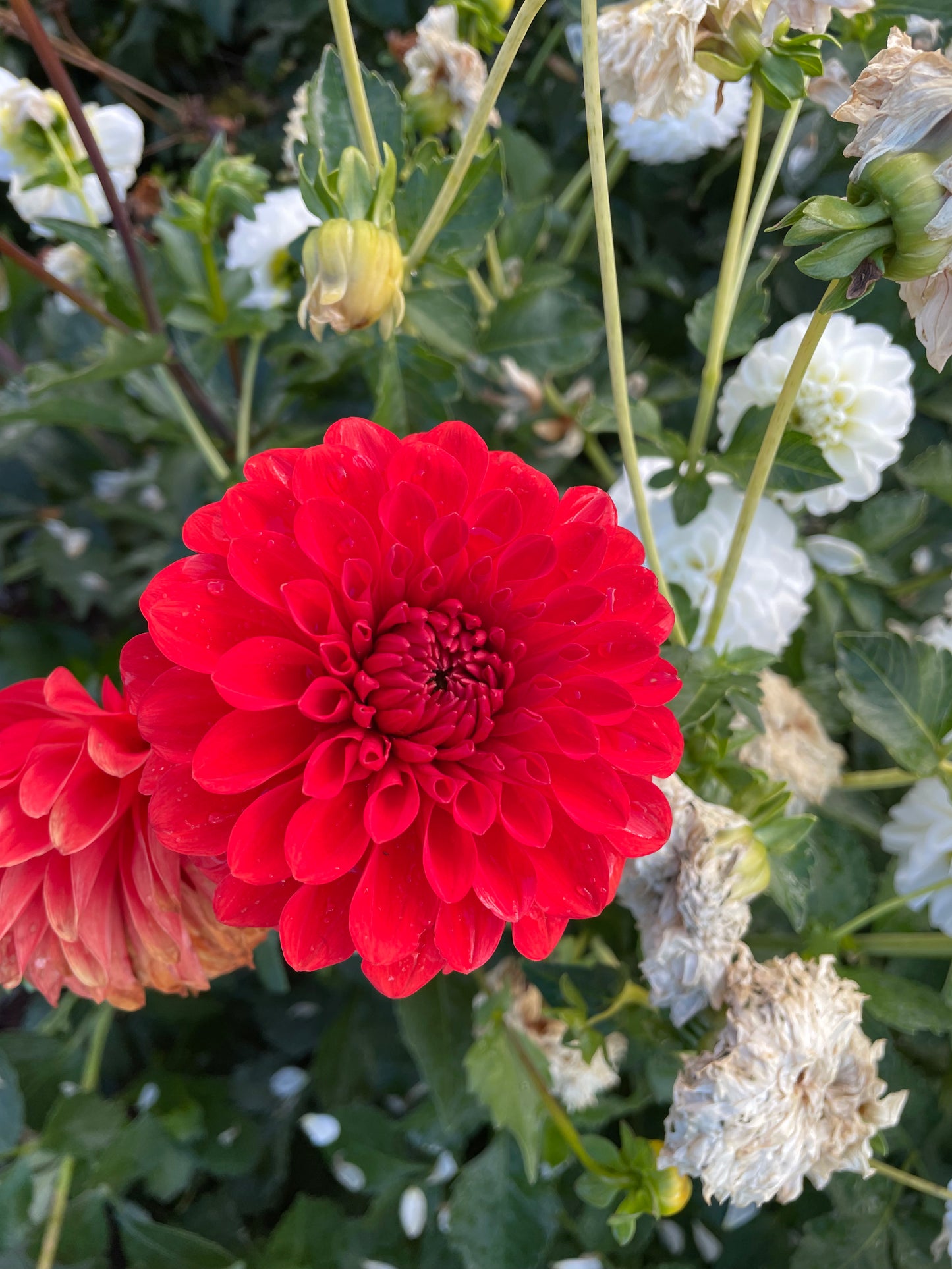 Audrey Grace Dahlia Tuber
