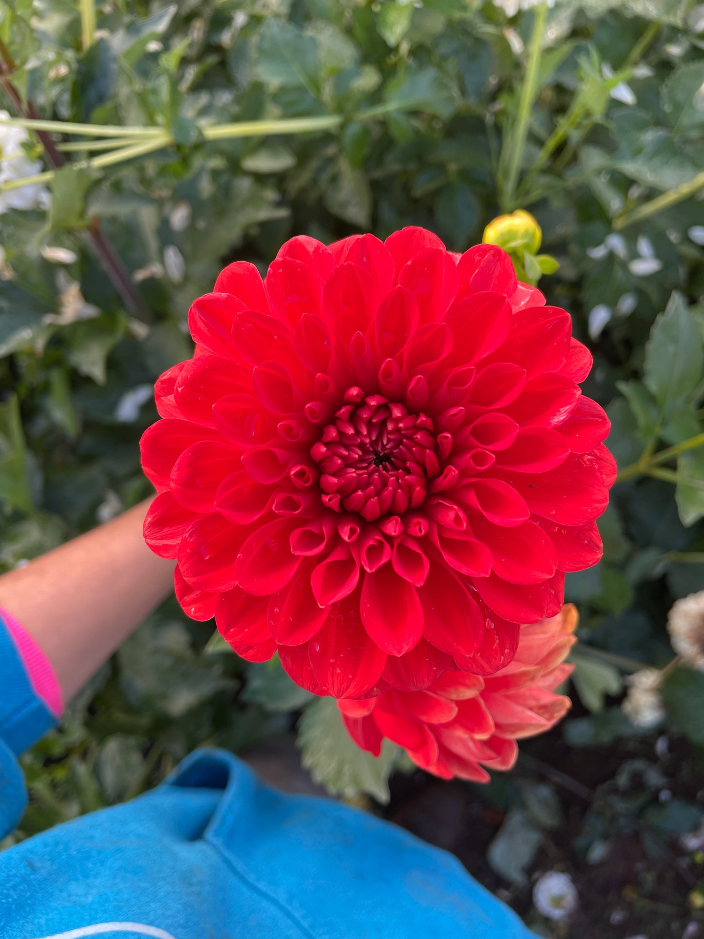 Audrey Grace Dahlia Tuber