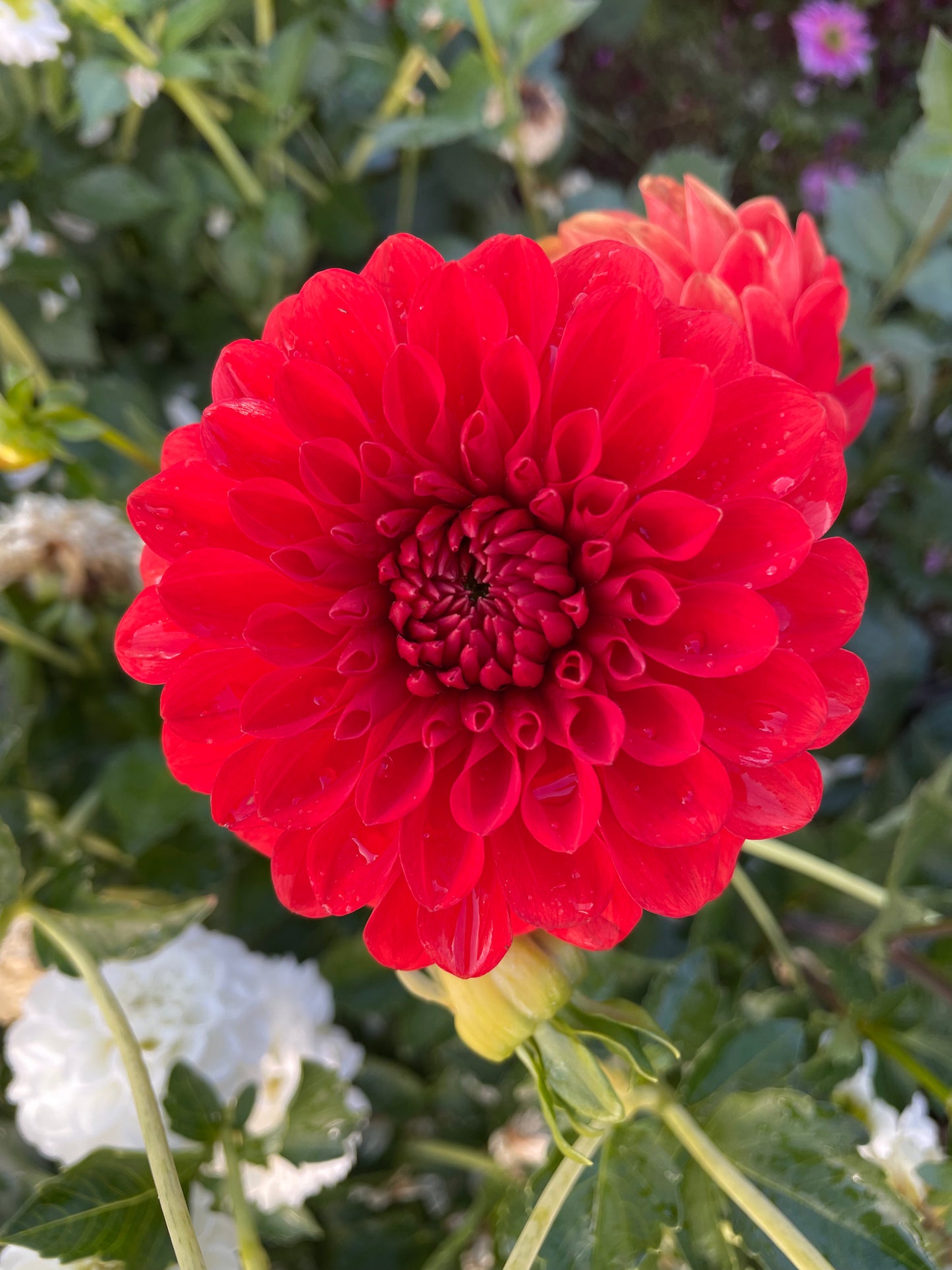 Audrey Grace Dahlia Tuber