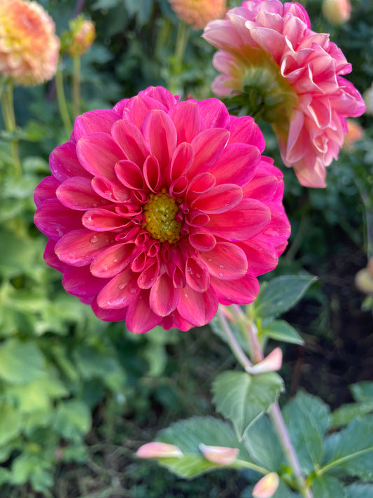 Zundert Mystery Fox Dahlia Tuber