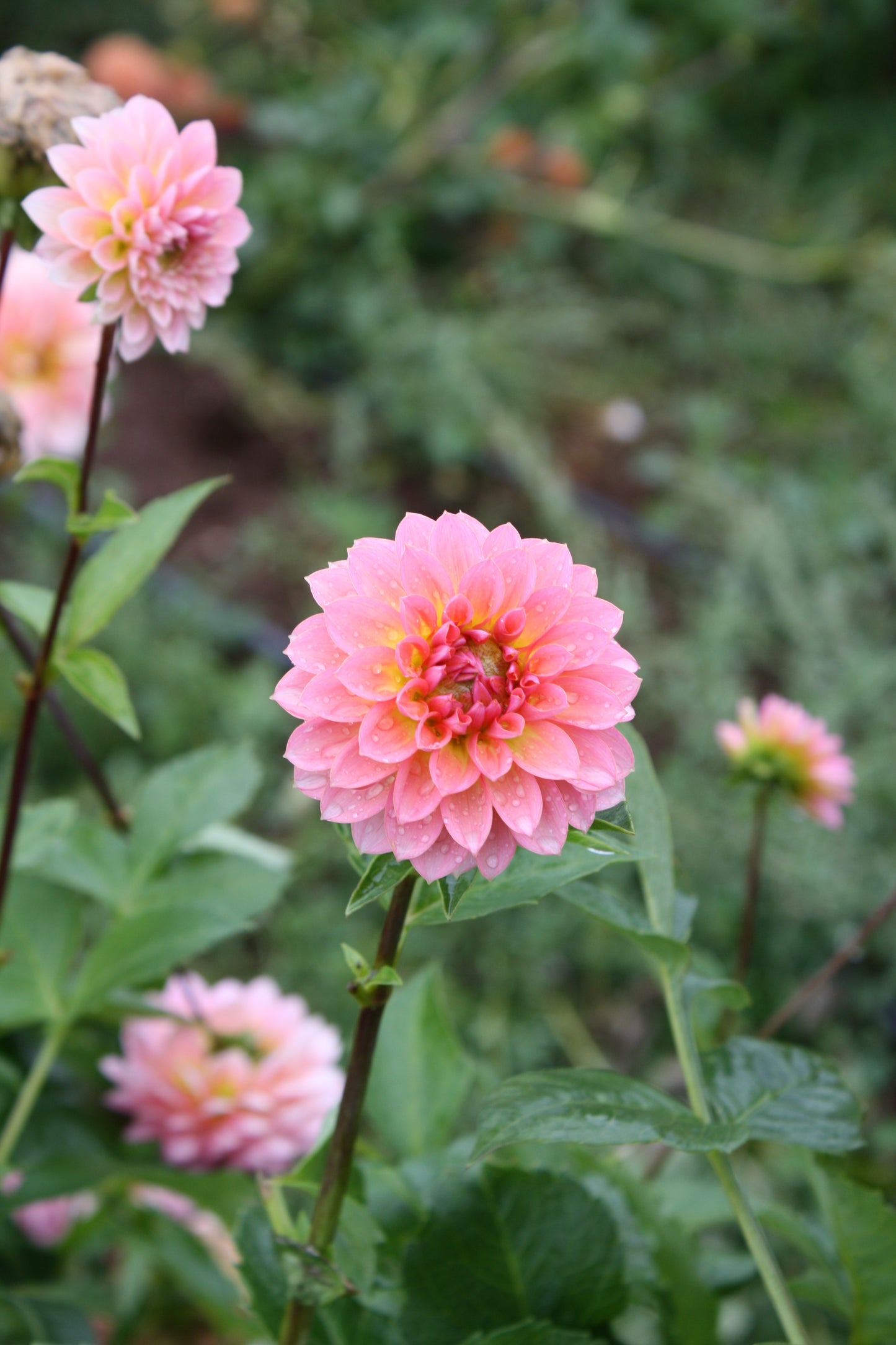 Jitterbug Dahlia Tuber