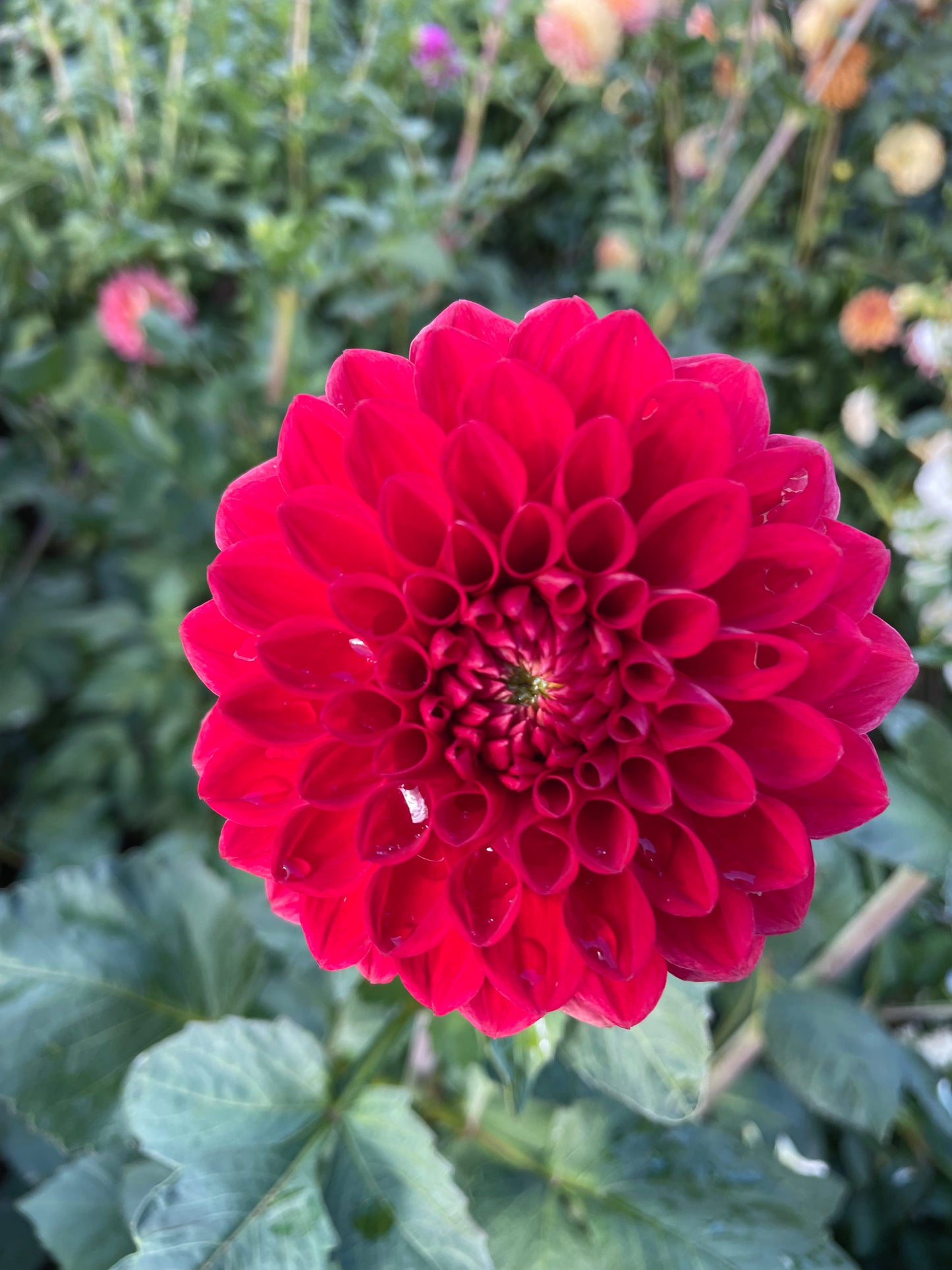 AC Firefly Dahlia Tuber