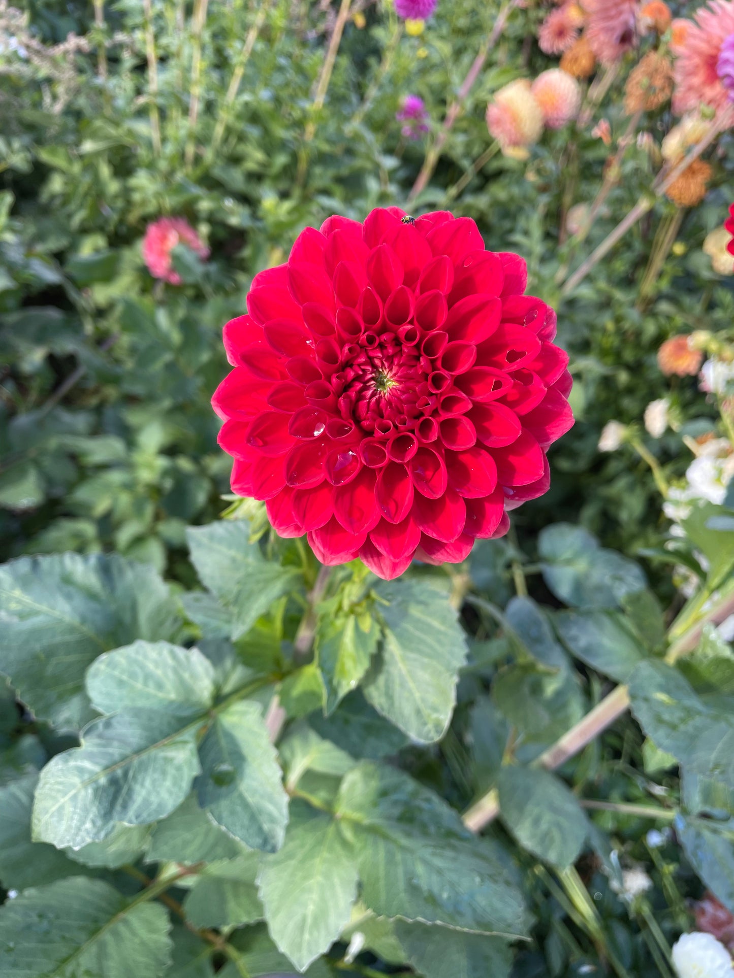 AC Firefly Dahlia Tuber