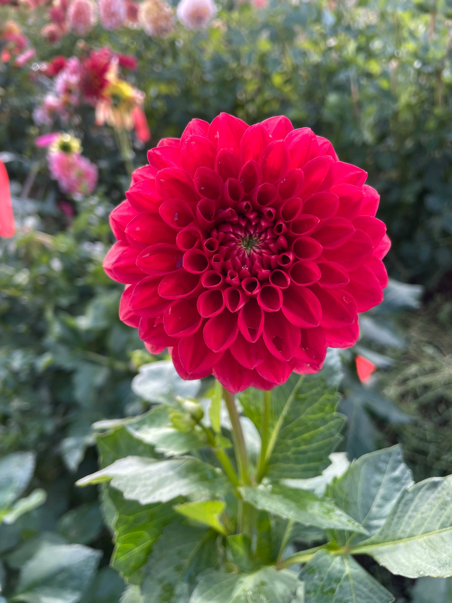 AC Firefly Dahlia Tuber