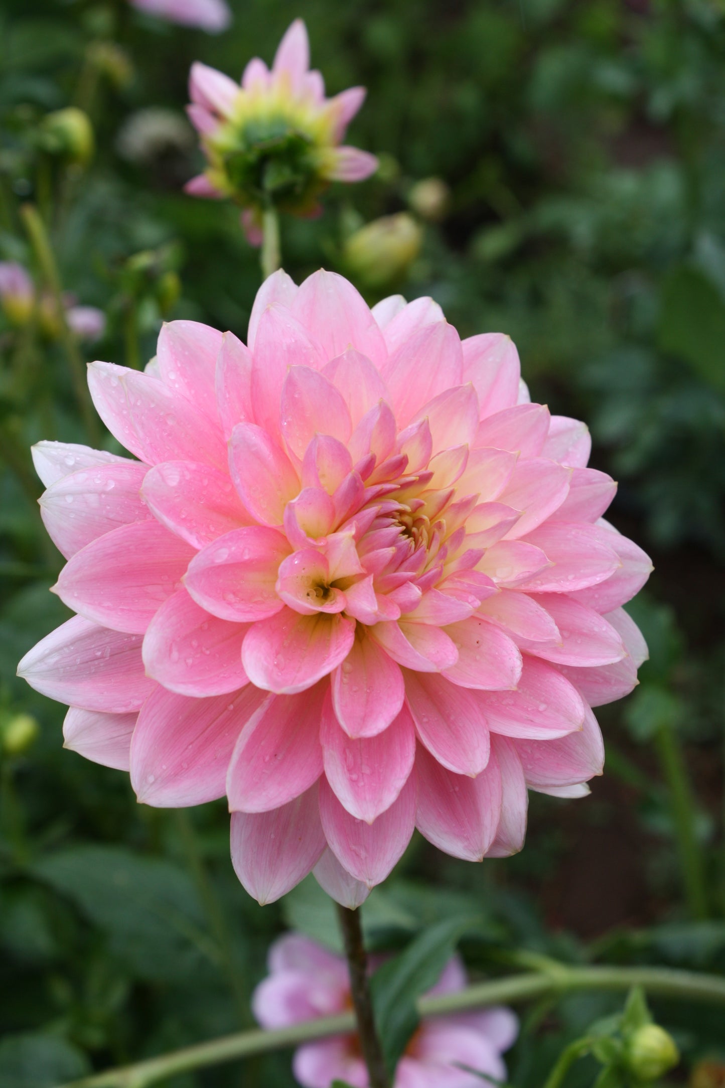 Gerrie Hoek Dahlia Tuber
